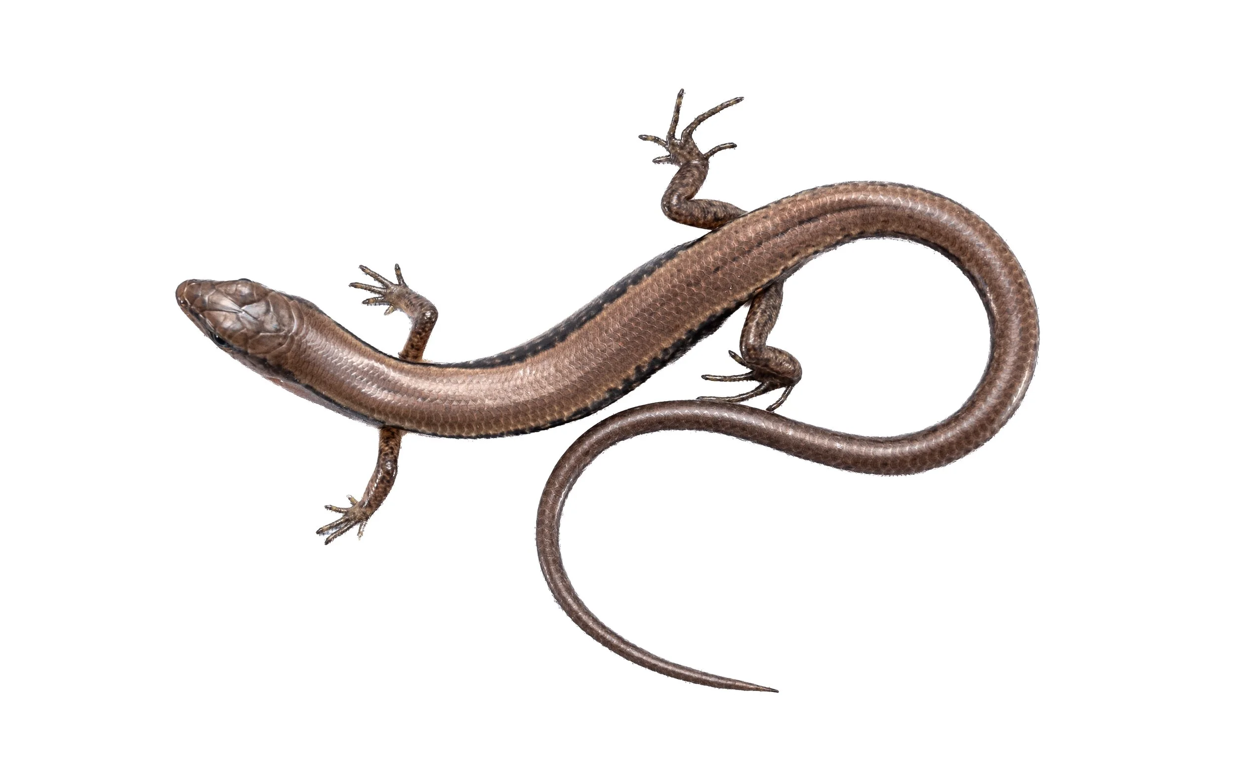 Reeves Smooth Forest Skink - Scincella reevesii