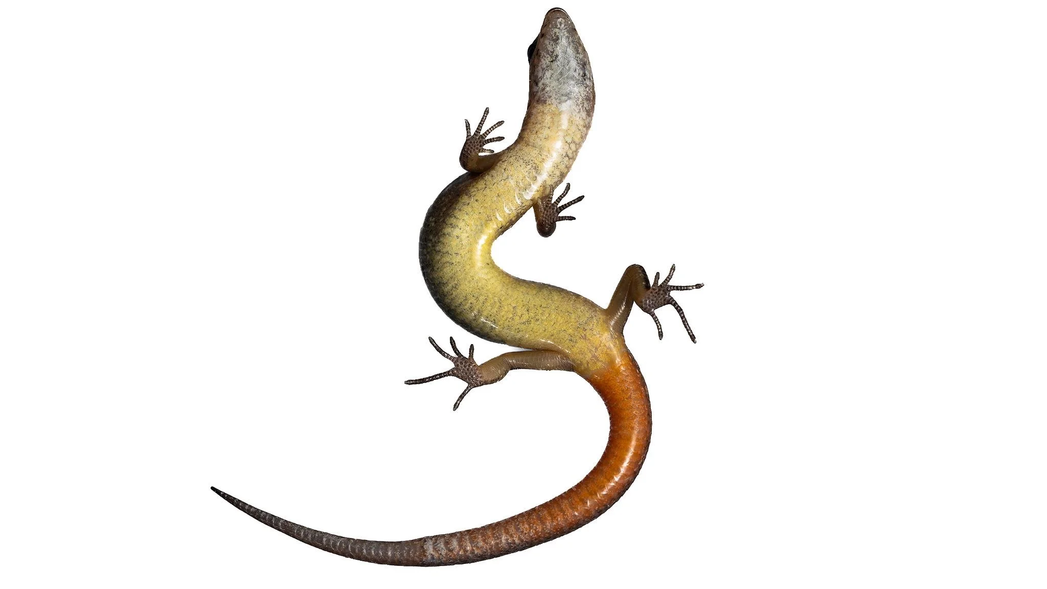 Slender Forest Skink - Scincella modesta