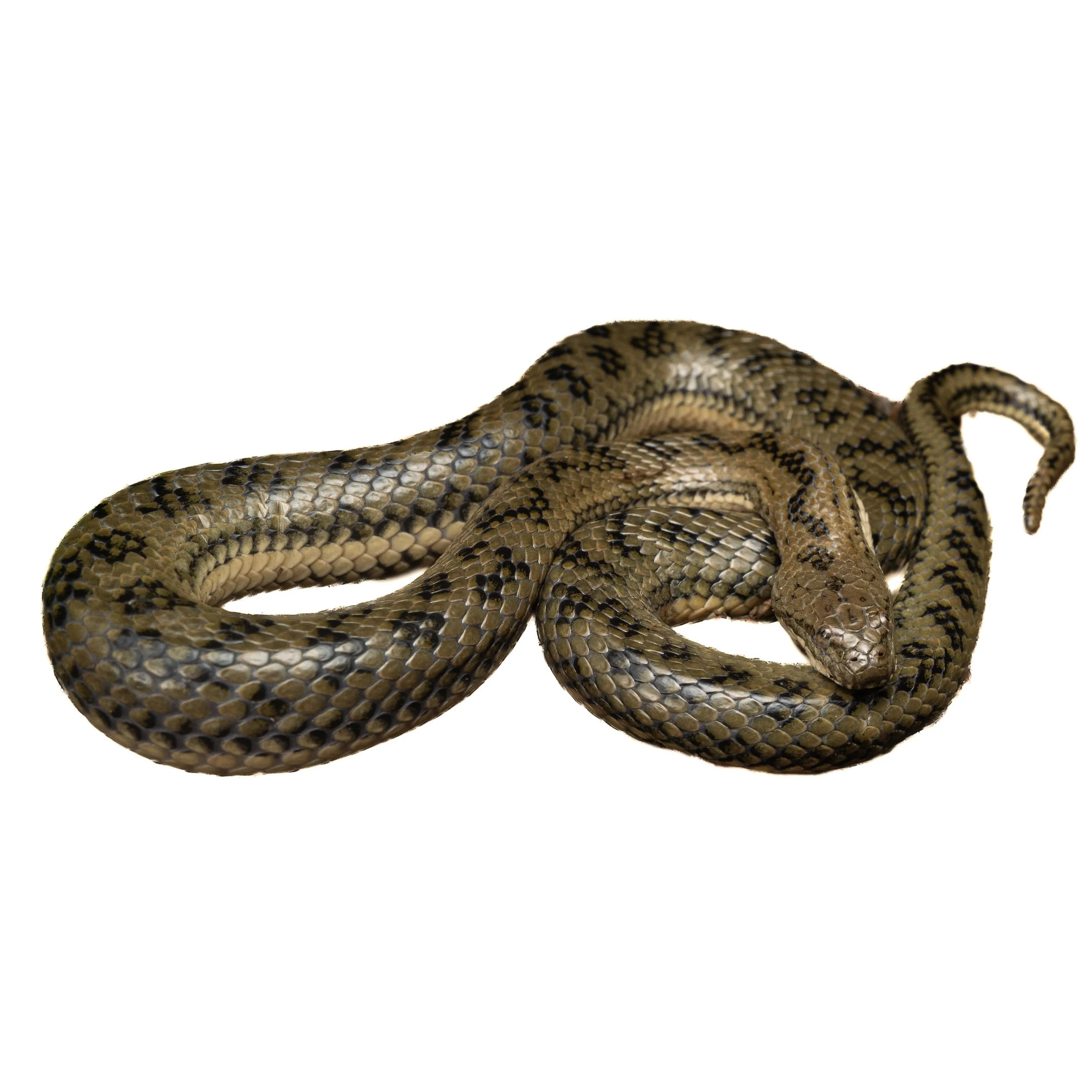 MANGROVE WATER SNAKE