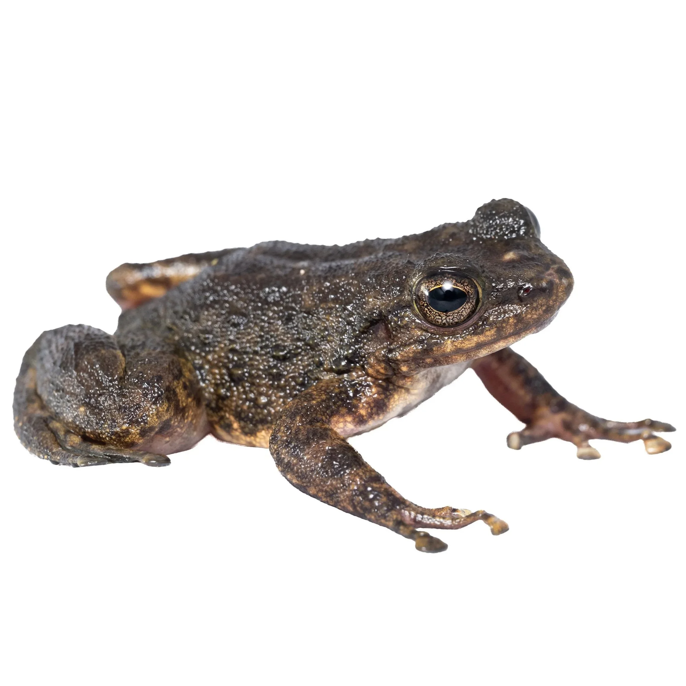 SOUTH CHINA CASCADE FROG
