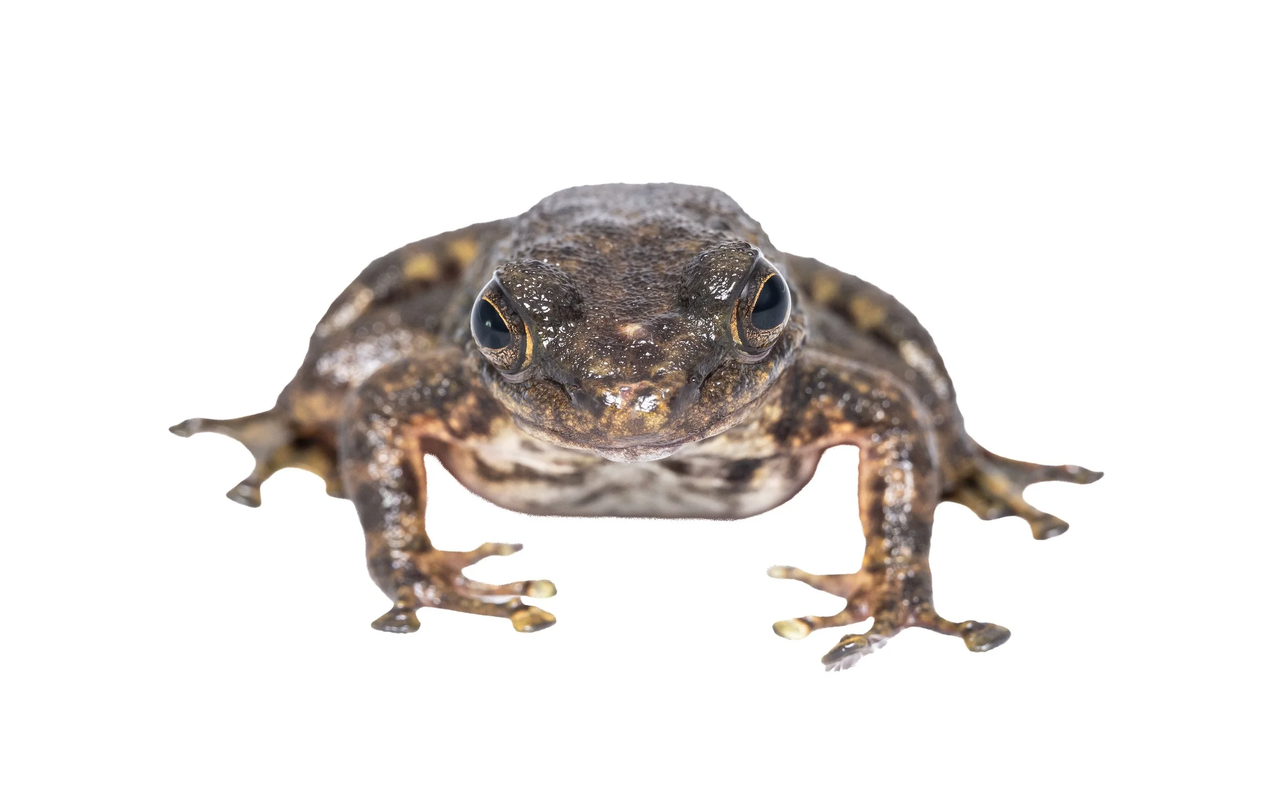 South China Cascade Frog - Amolops albispinus