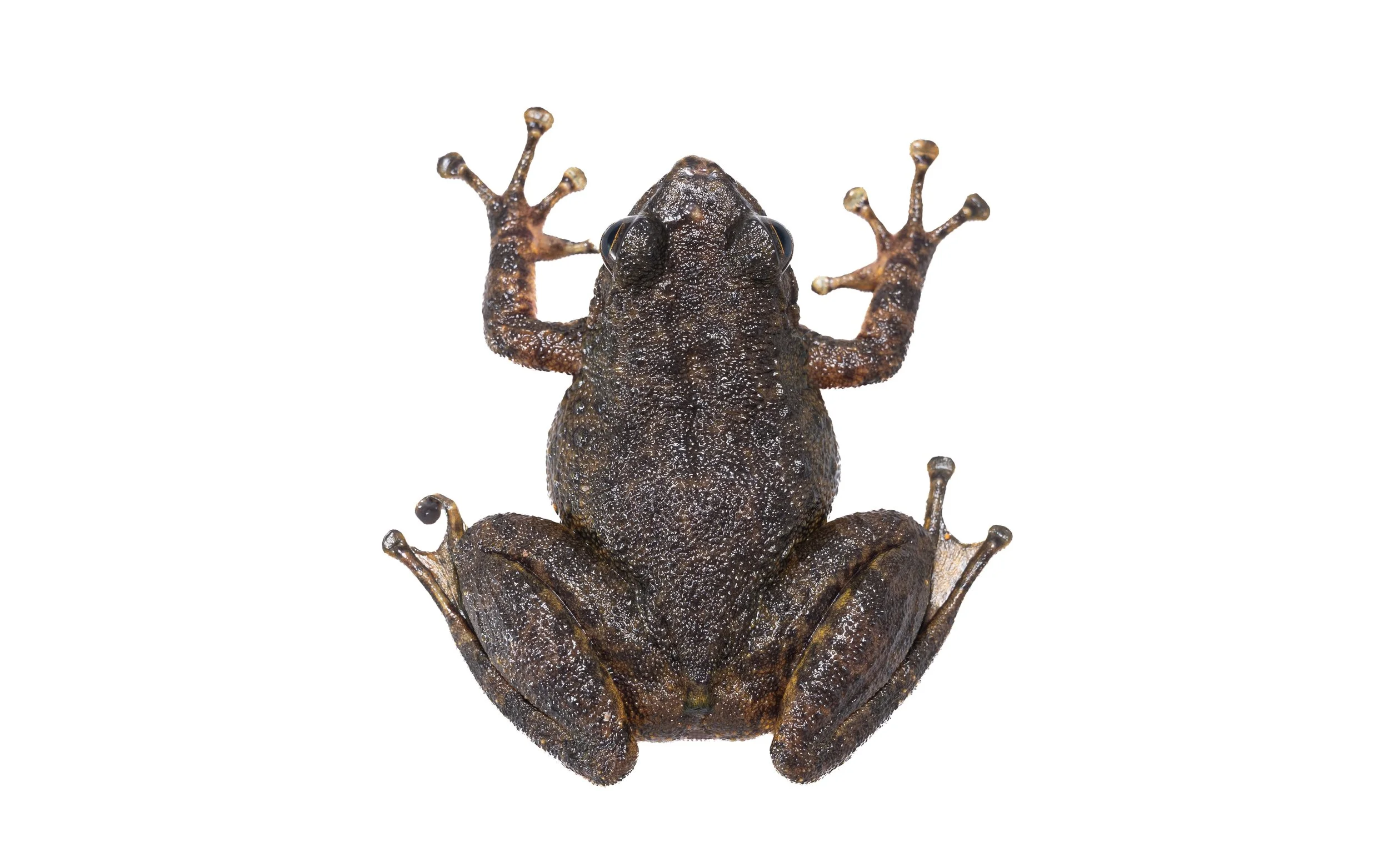South China Cascade Frog - Amolops albispinus