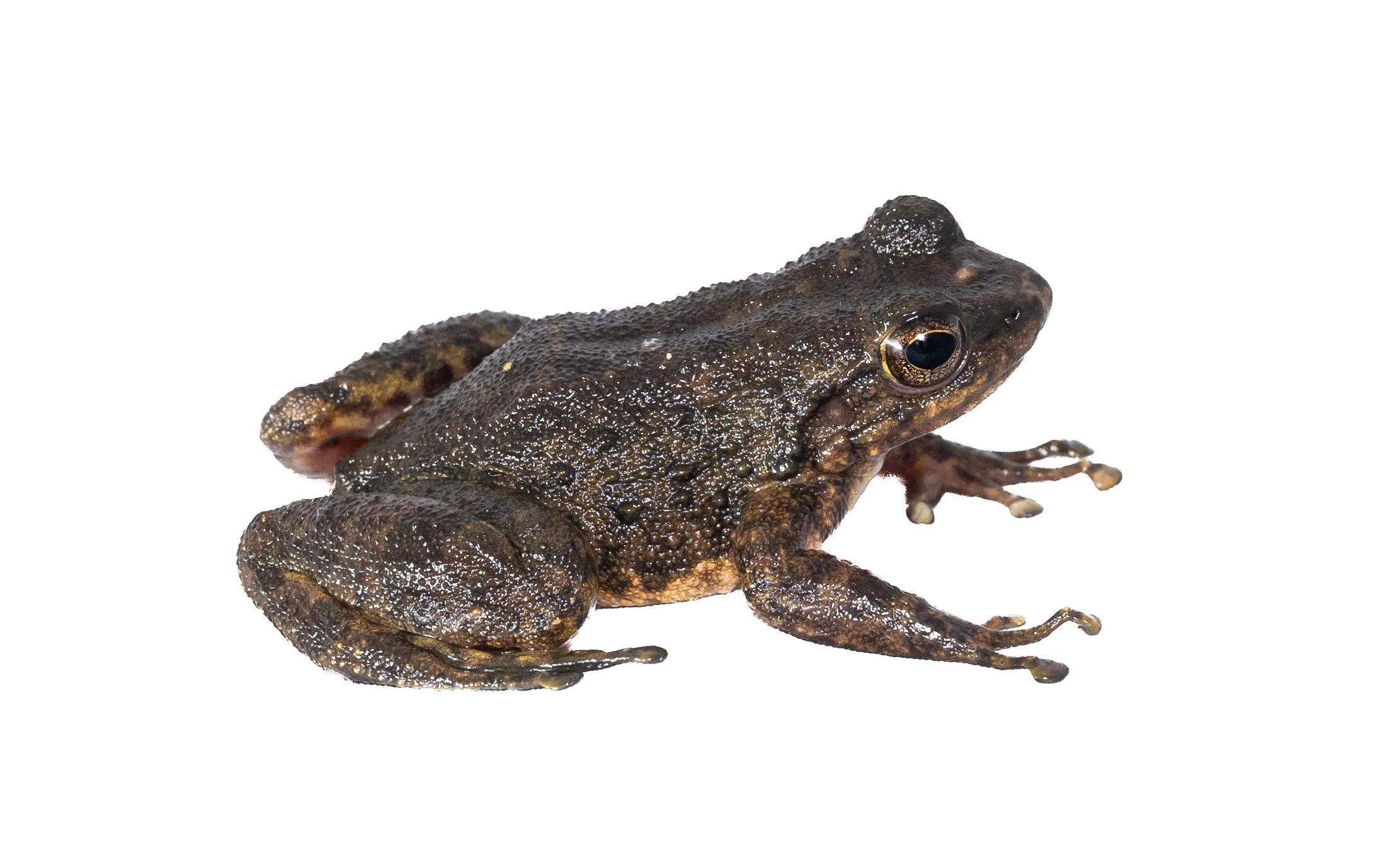 South China Cascade Frog - Amolops albispinus