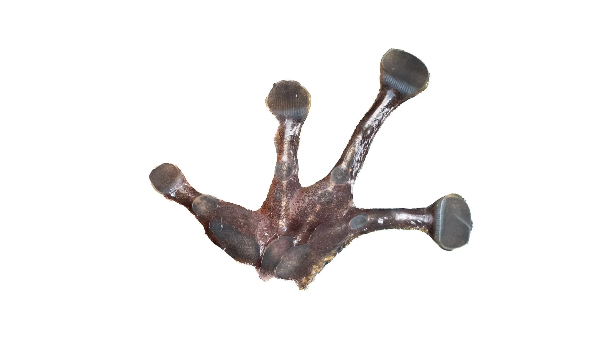 South China Cascade Frog - Amolops albispinus