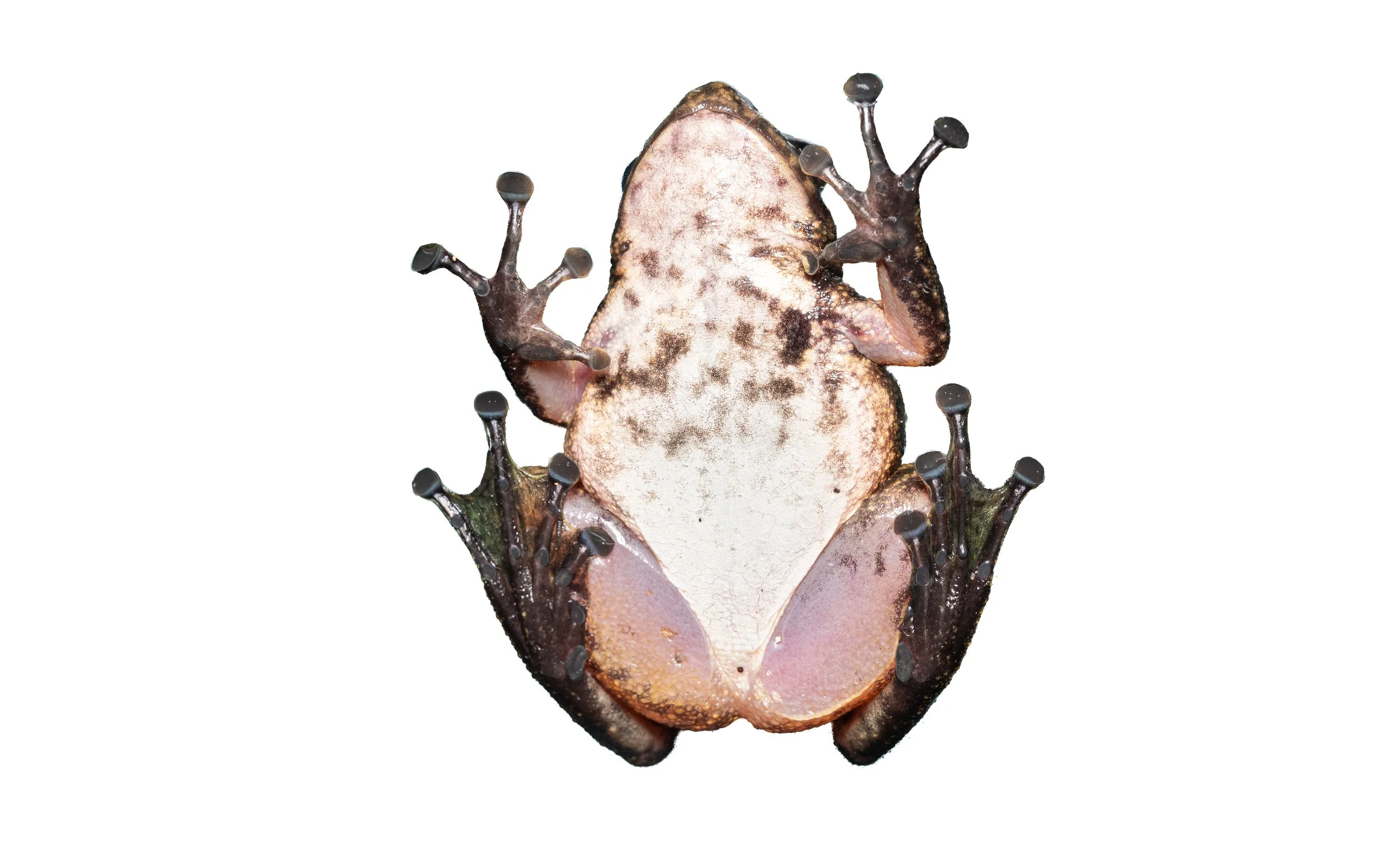 South China Cascade Frog - Amolops albispinus