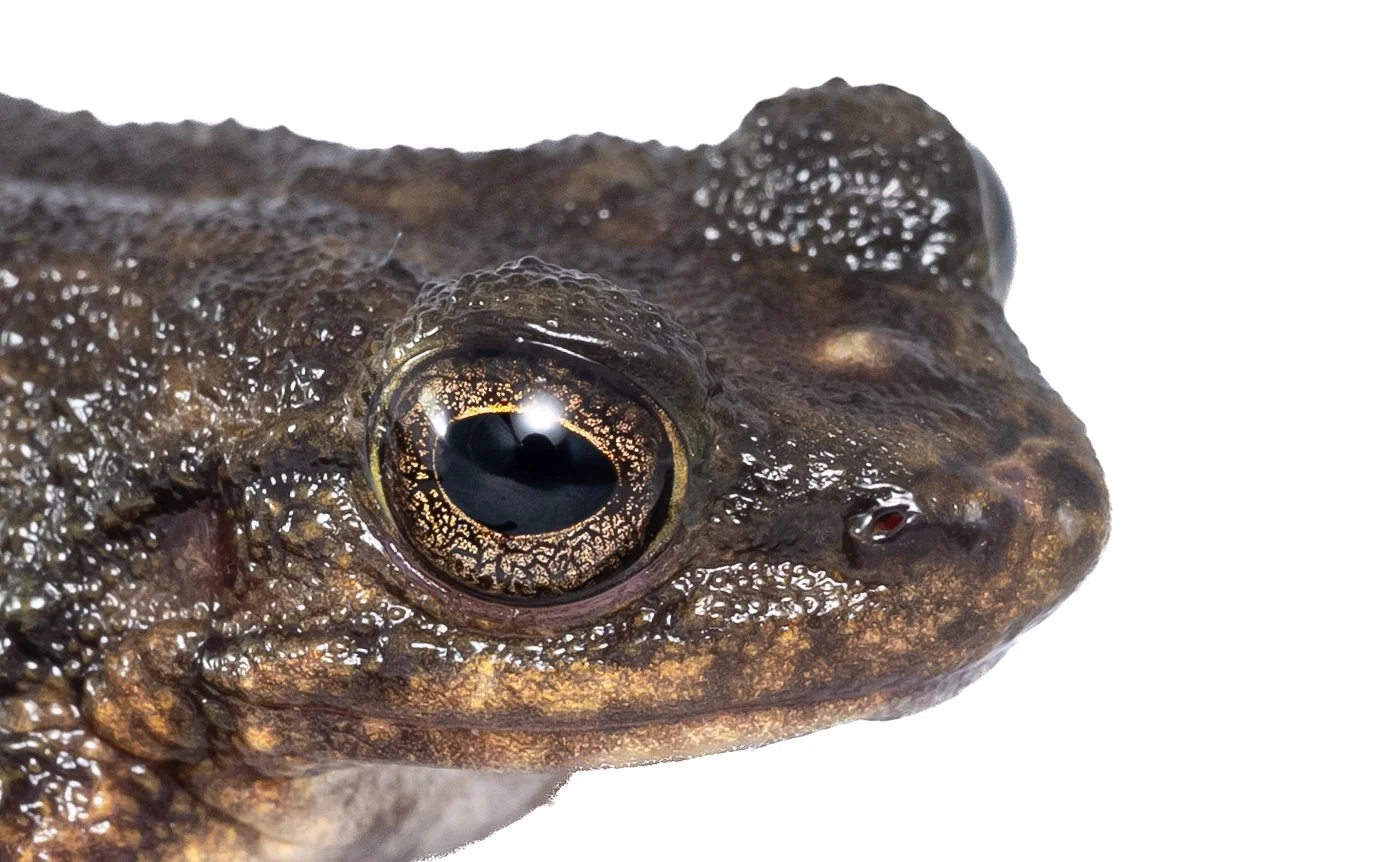 South China Cascade Frog - Amolops albispinus