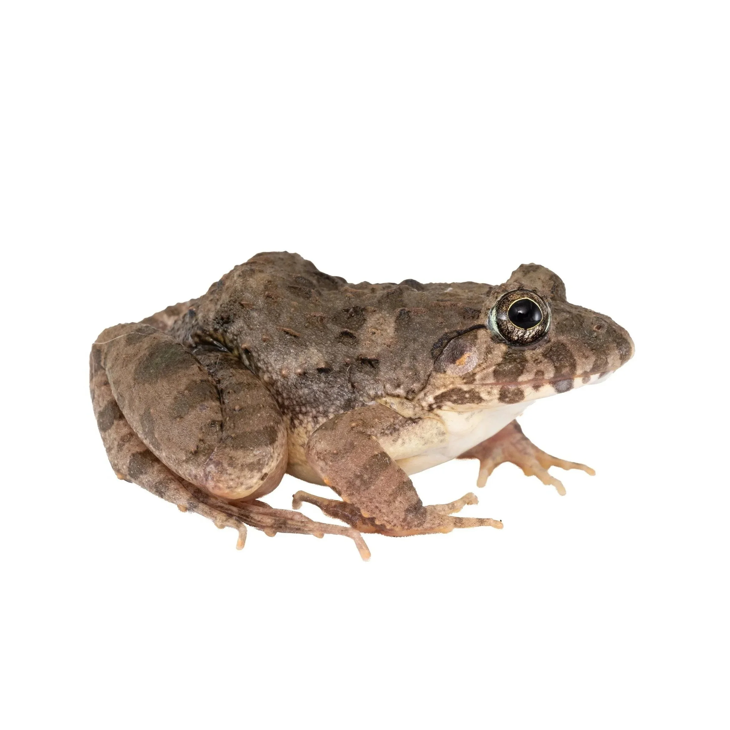 PADDY FROG