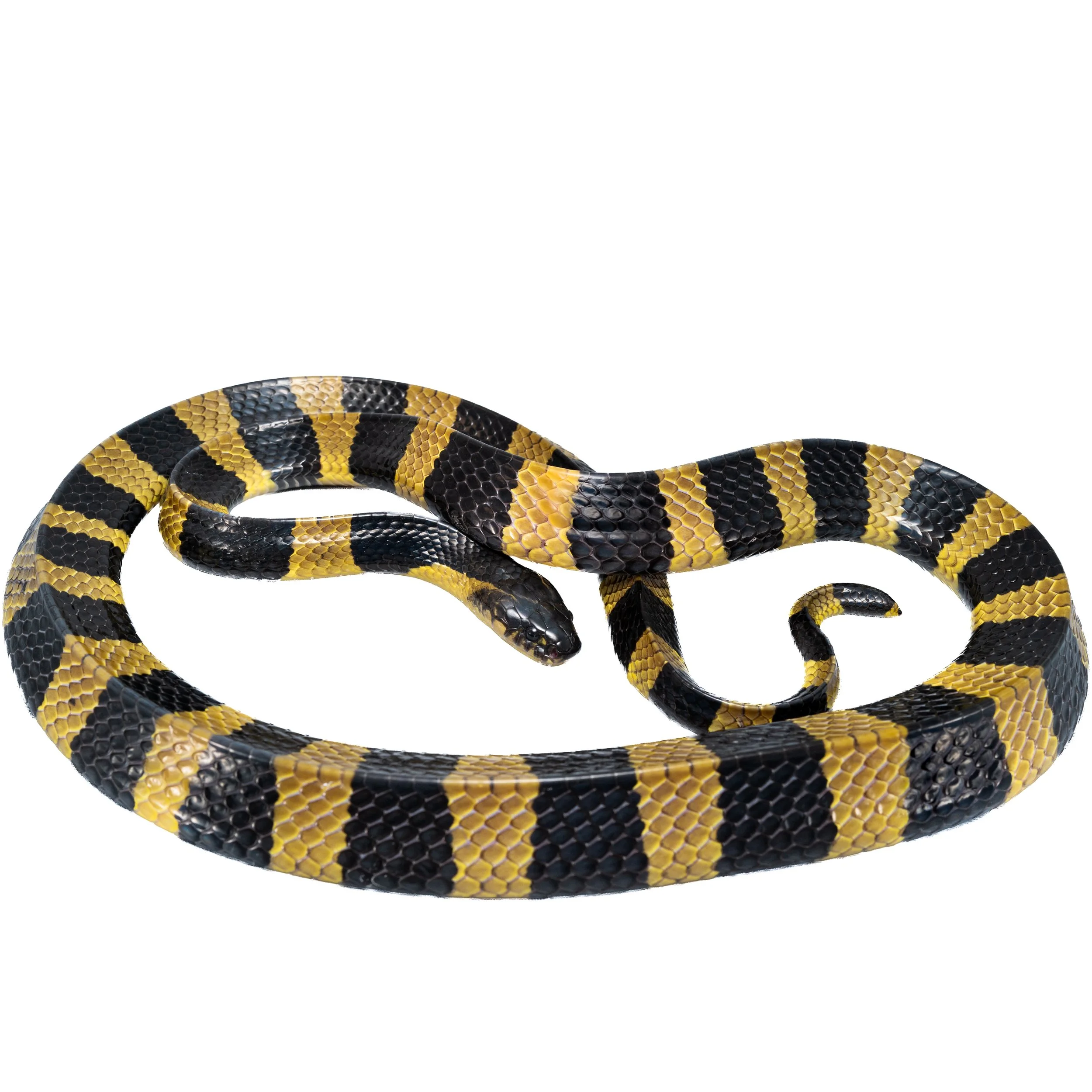 BANDED KRAIT