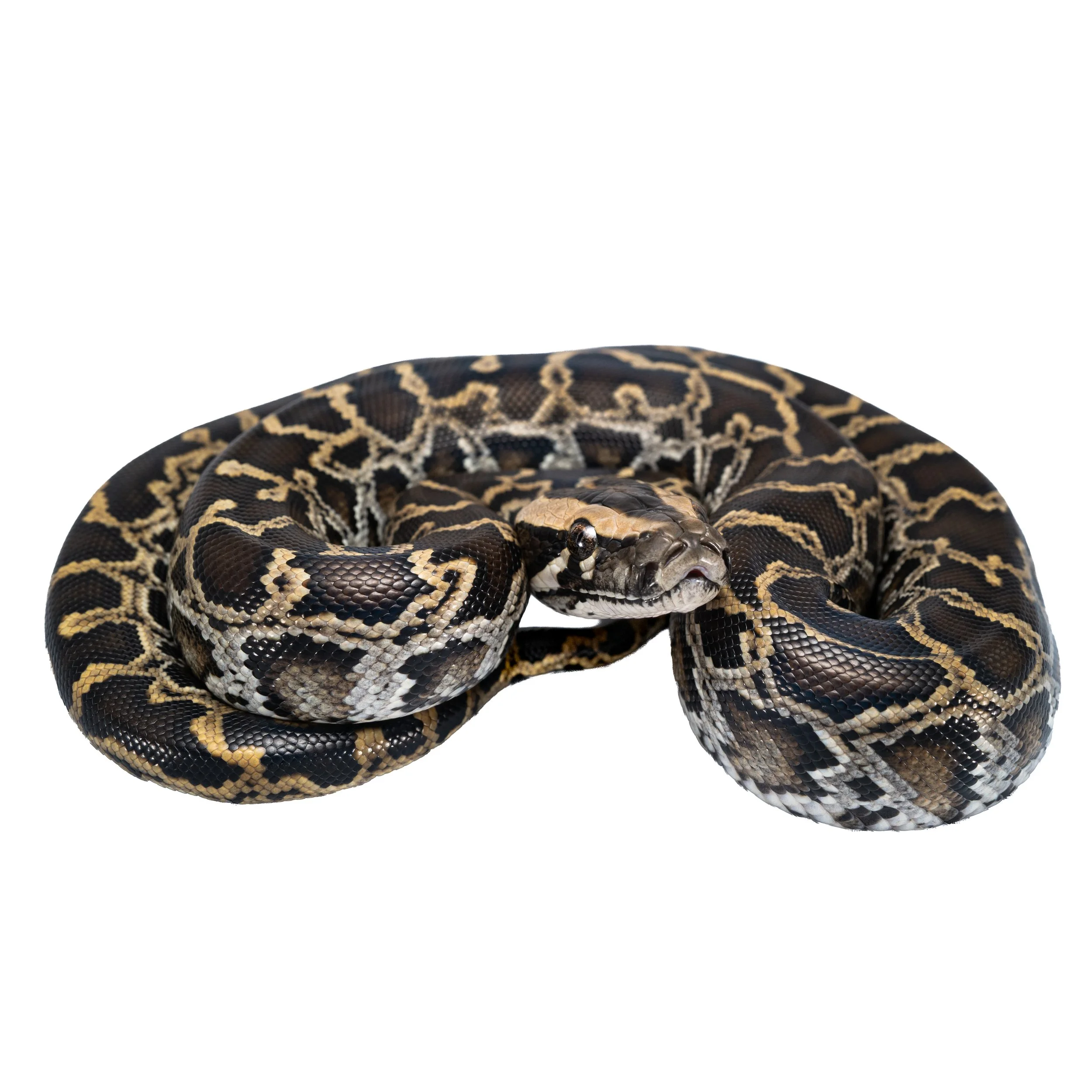 BURMESE PYTHON