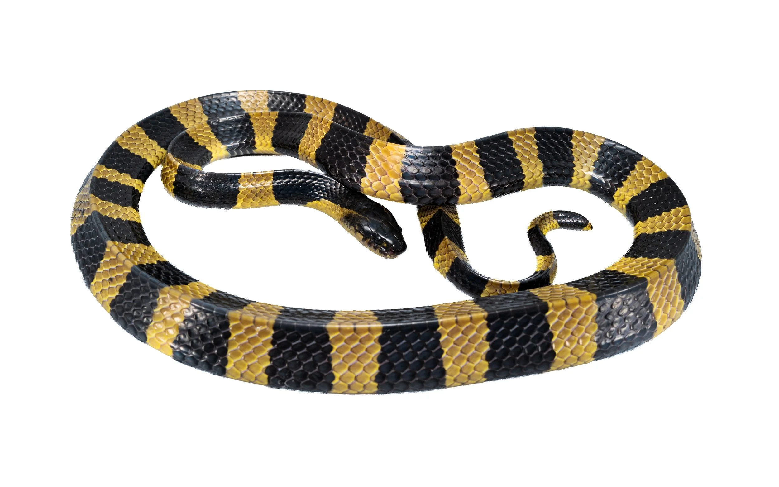 Banded Krait - Bungarus fasciatus