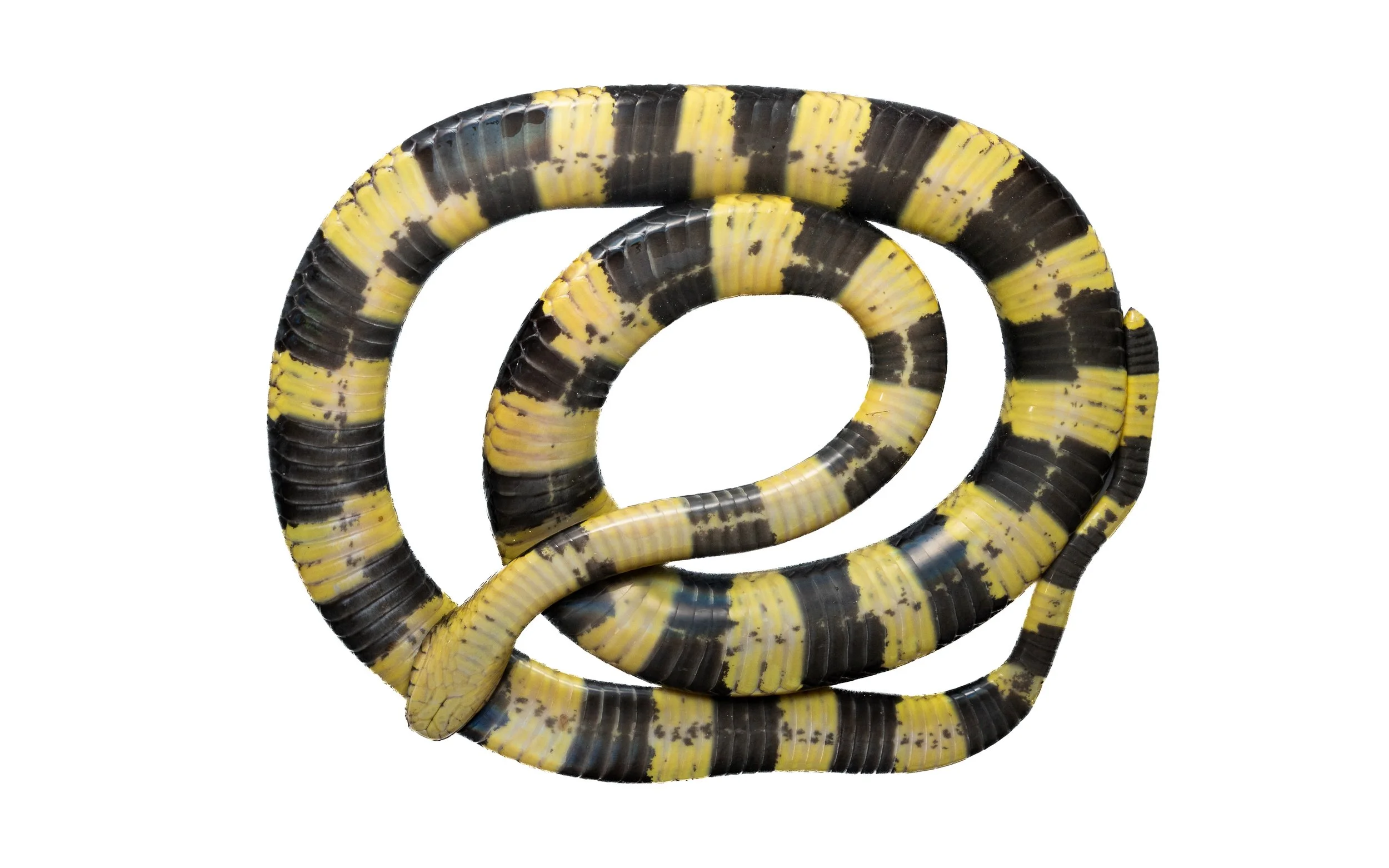 Banded Krait - Bungarus fasciatus