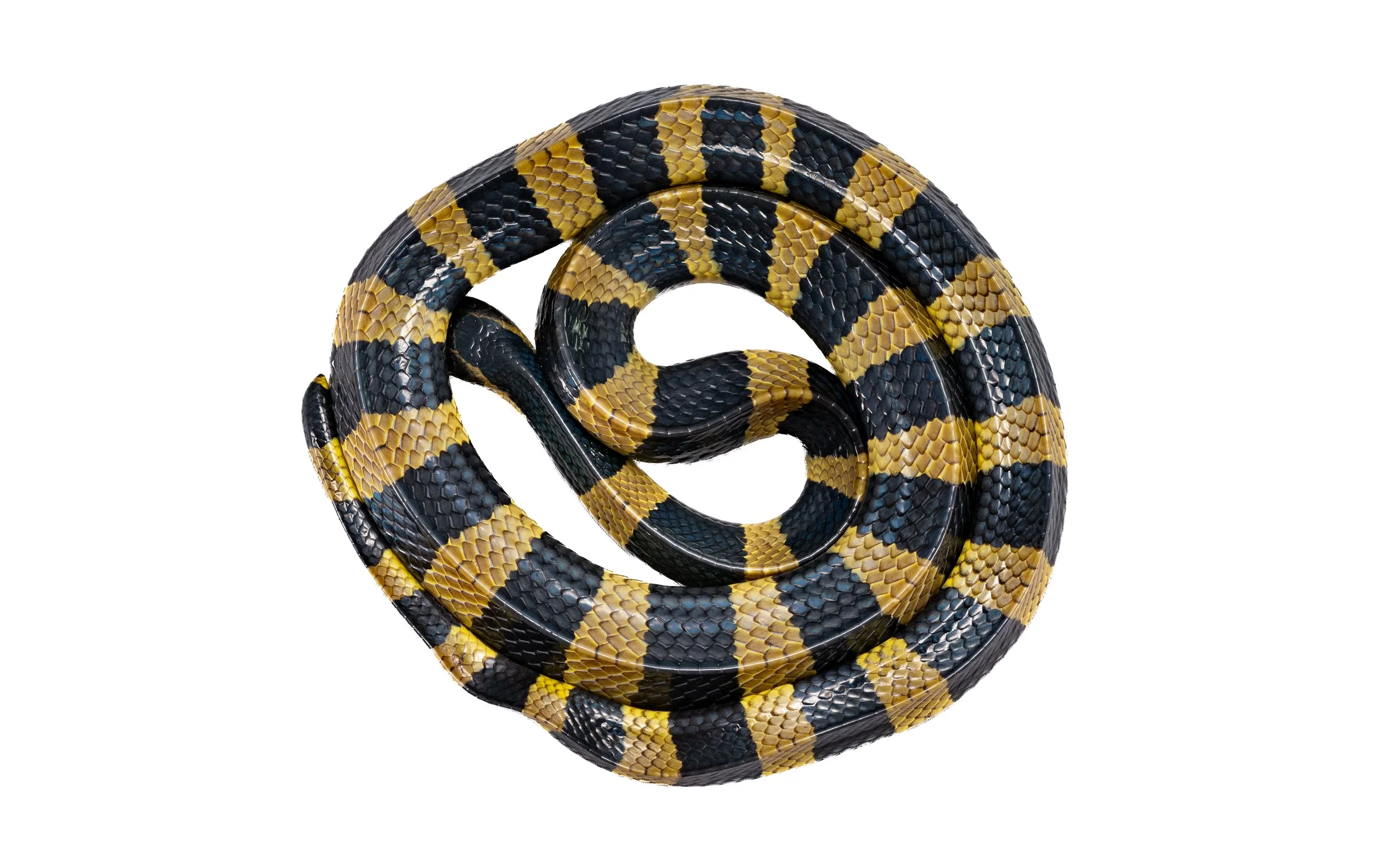 Banded Krait - Bungarus fasciatus