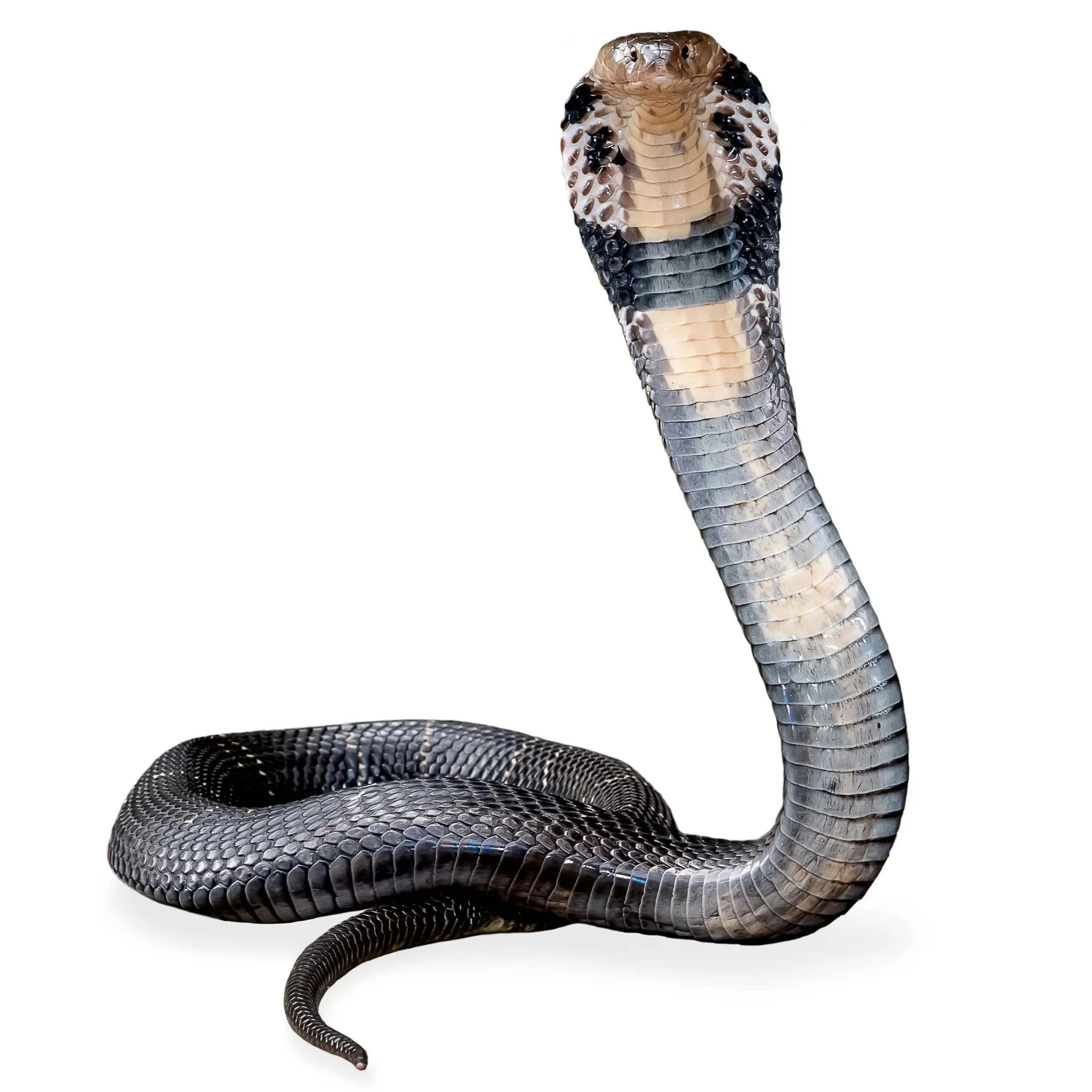 CHINESE COBRA