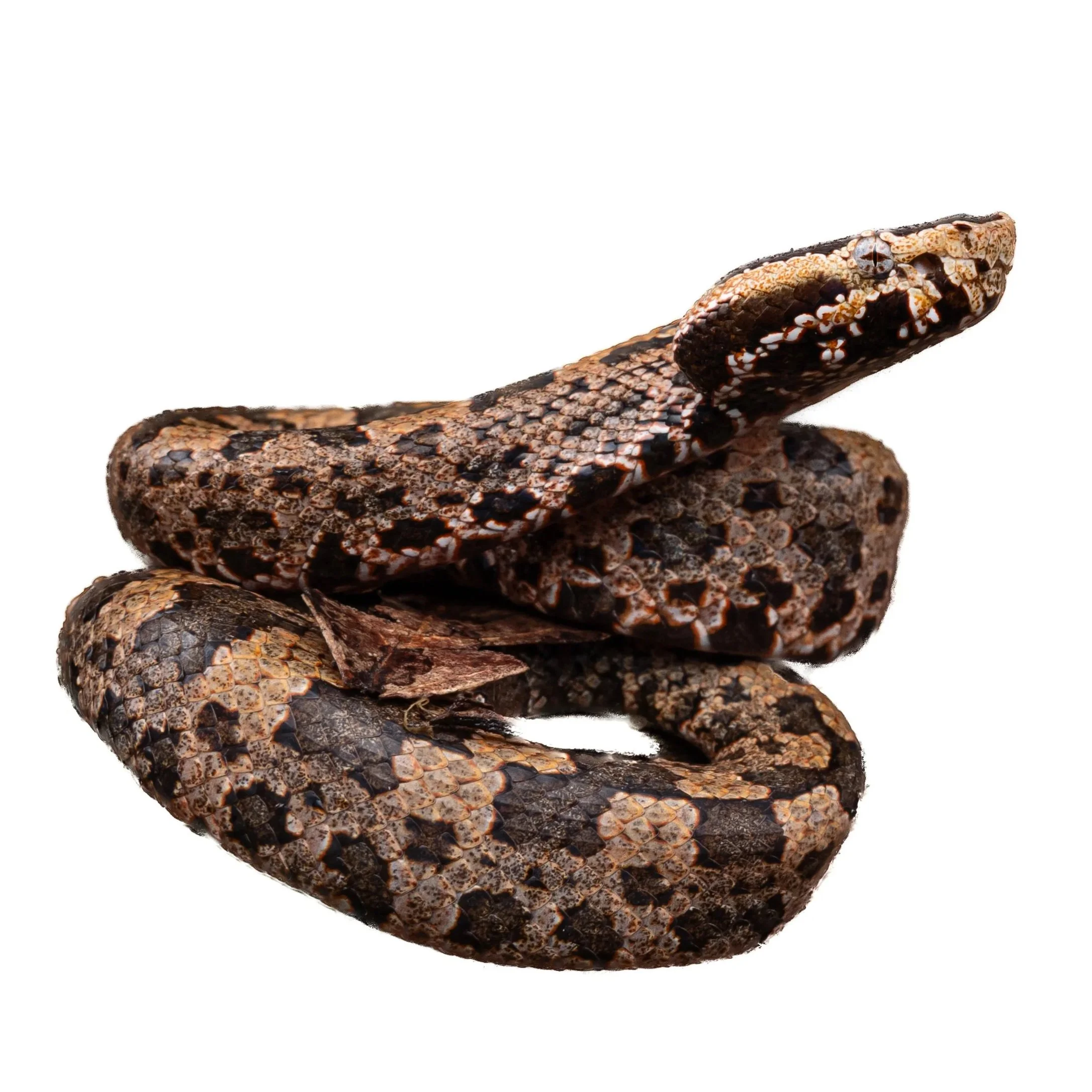 MOUNTAIN PIT VIPER