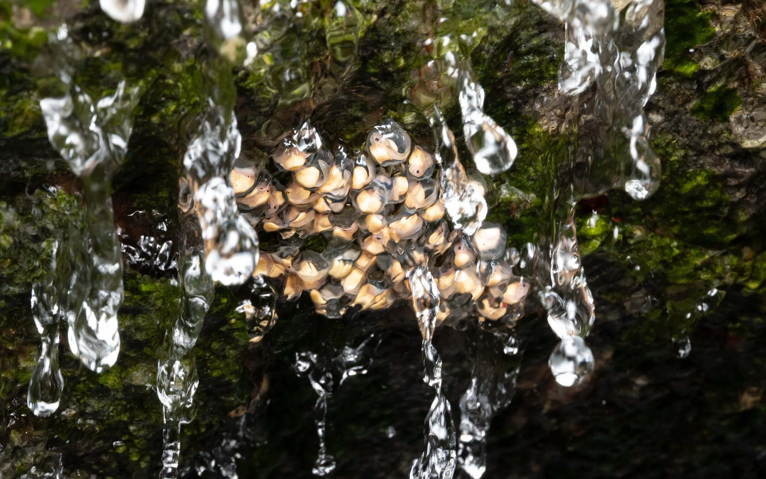 Eggs laid on rock faces in cascading streams