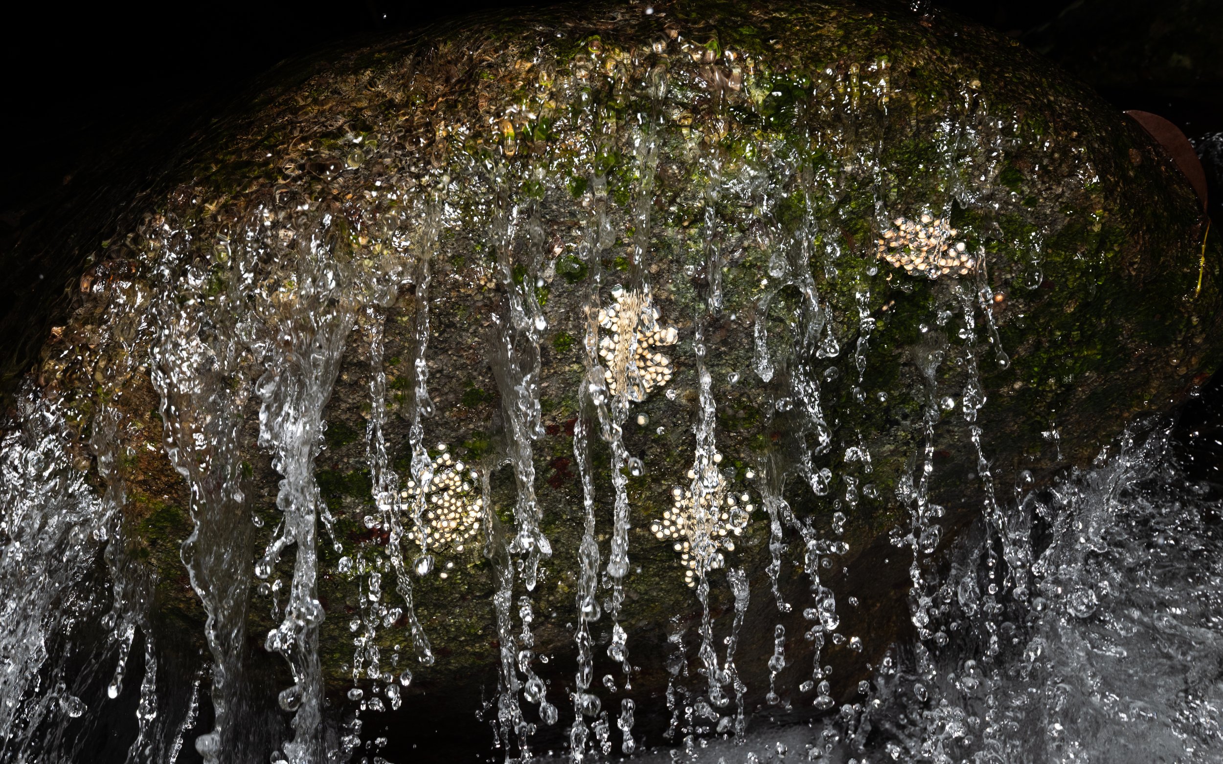 Eggs laid on rock faces in cascading streams