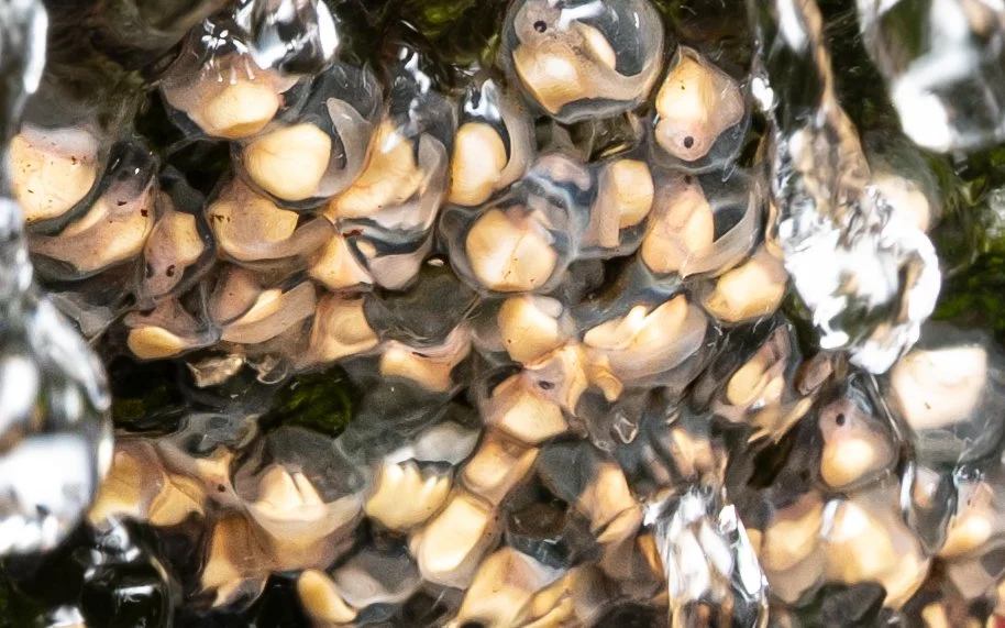 Eggs laid on rock faces in cascading streams