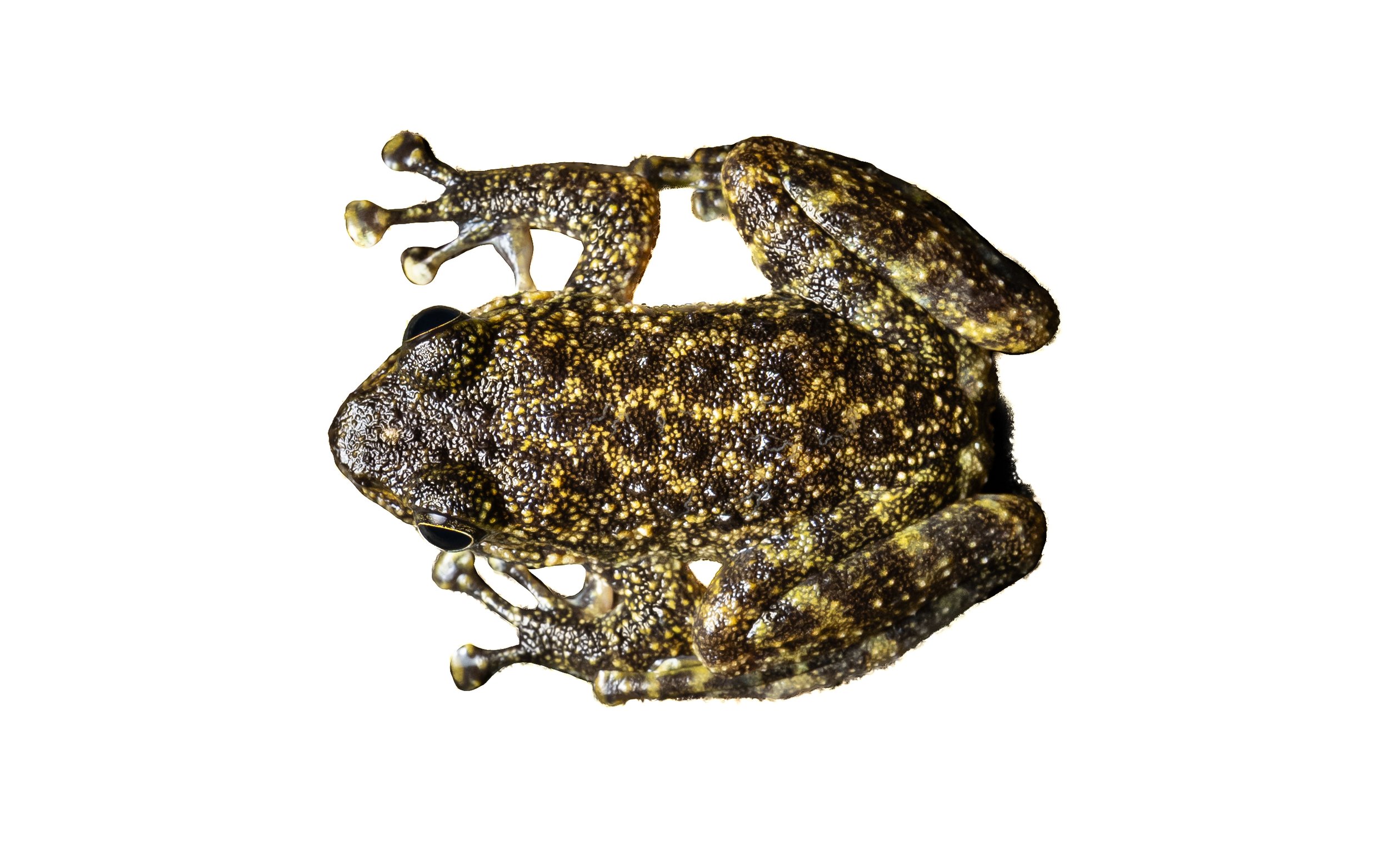 Hong Kong Cascade Frog - Amolops hongkongensis