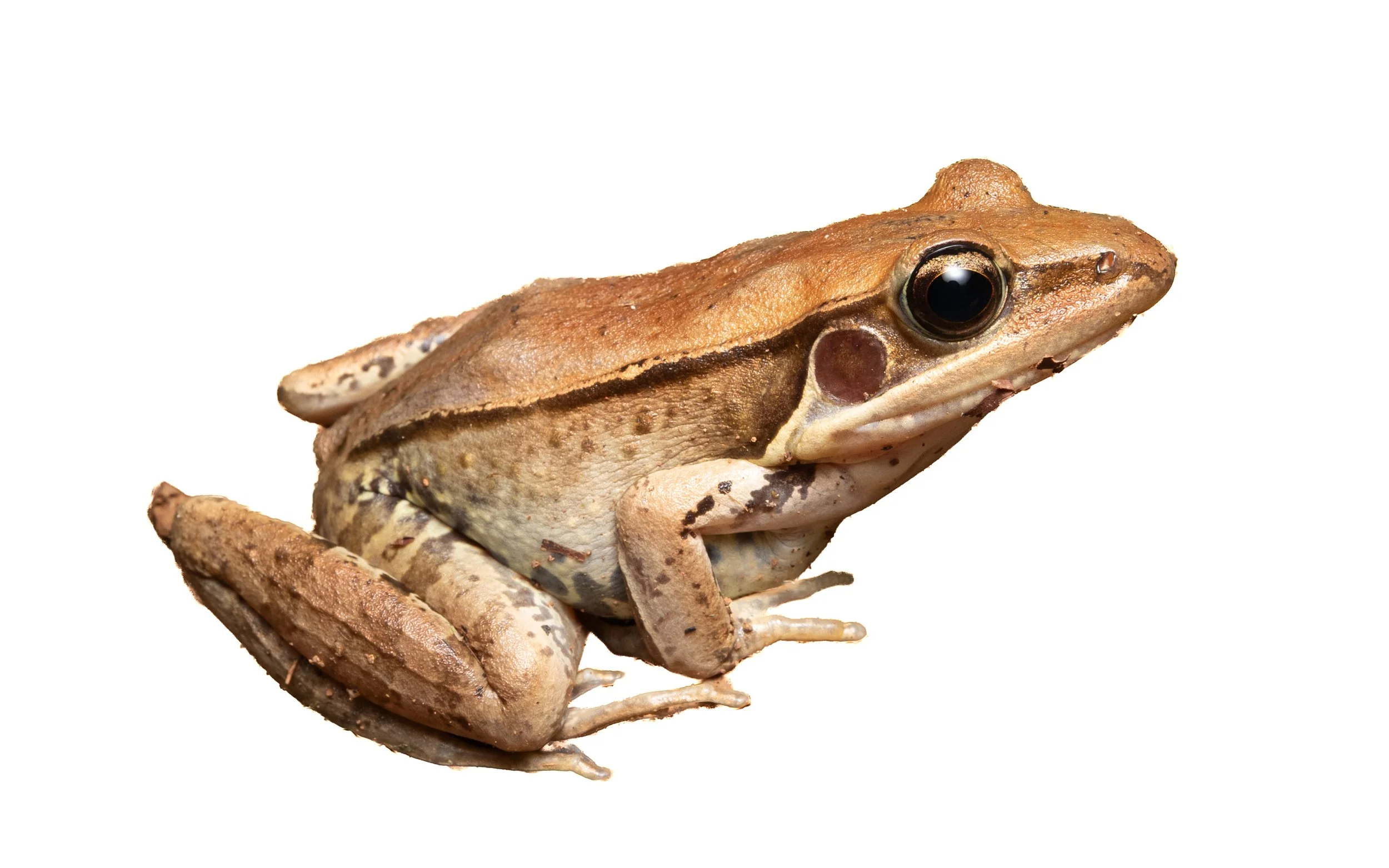Gunther's Frog - Sylvirana guntheri