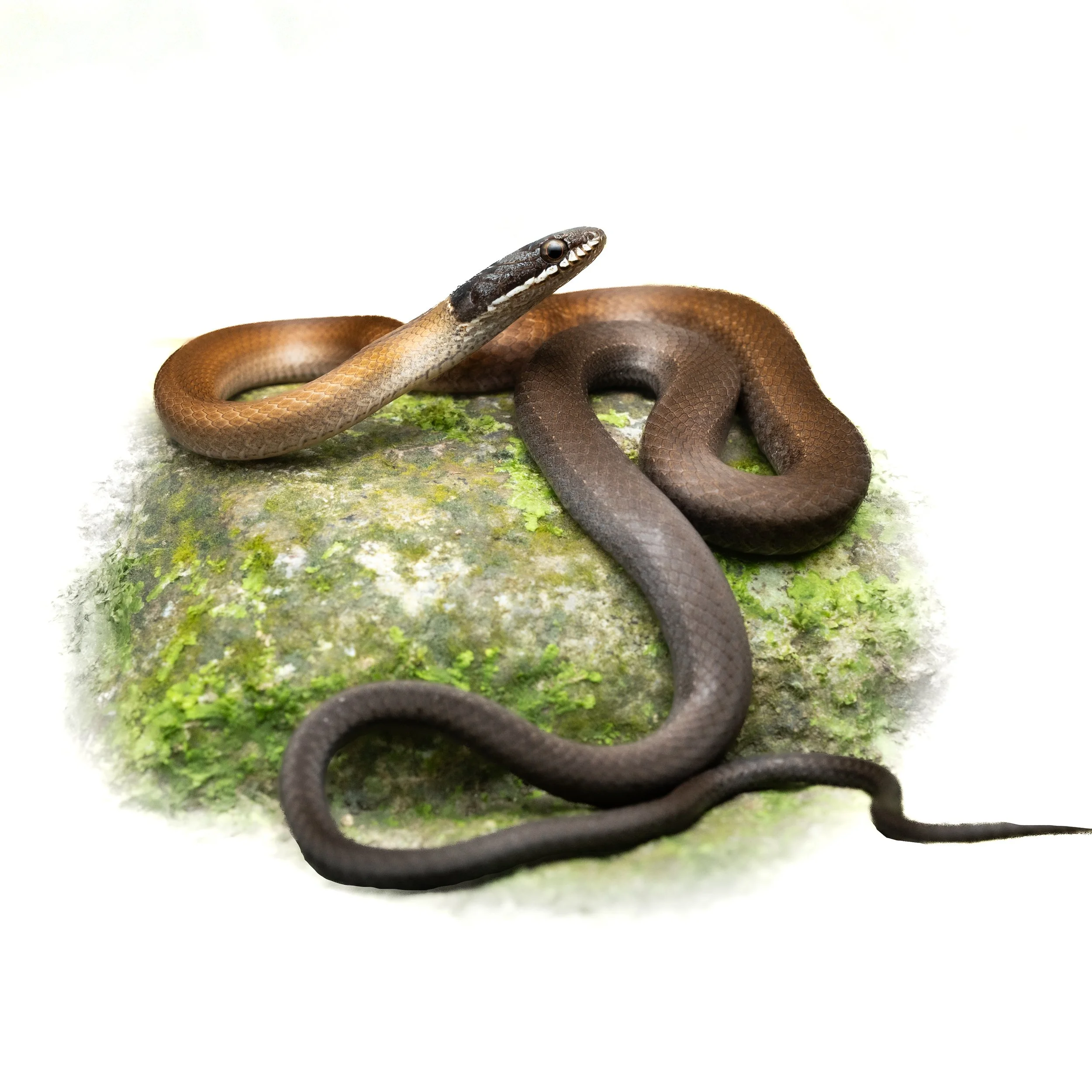 CHINESE MOUNTAIN SNAKE