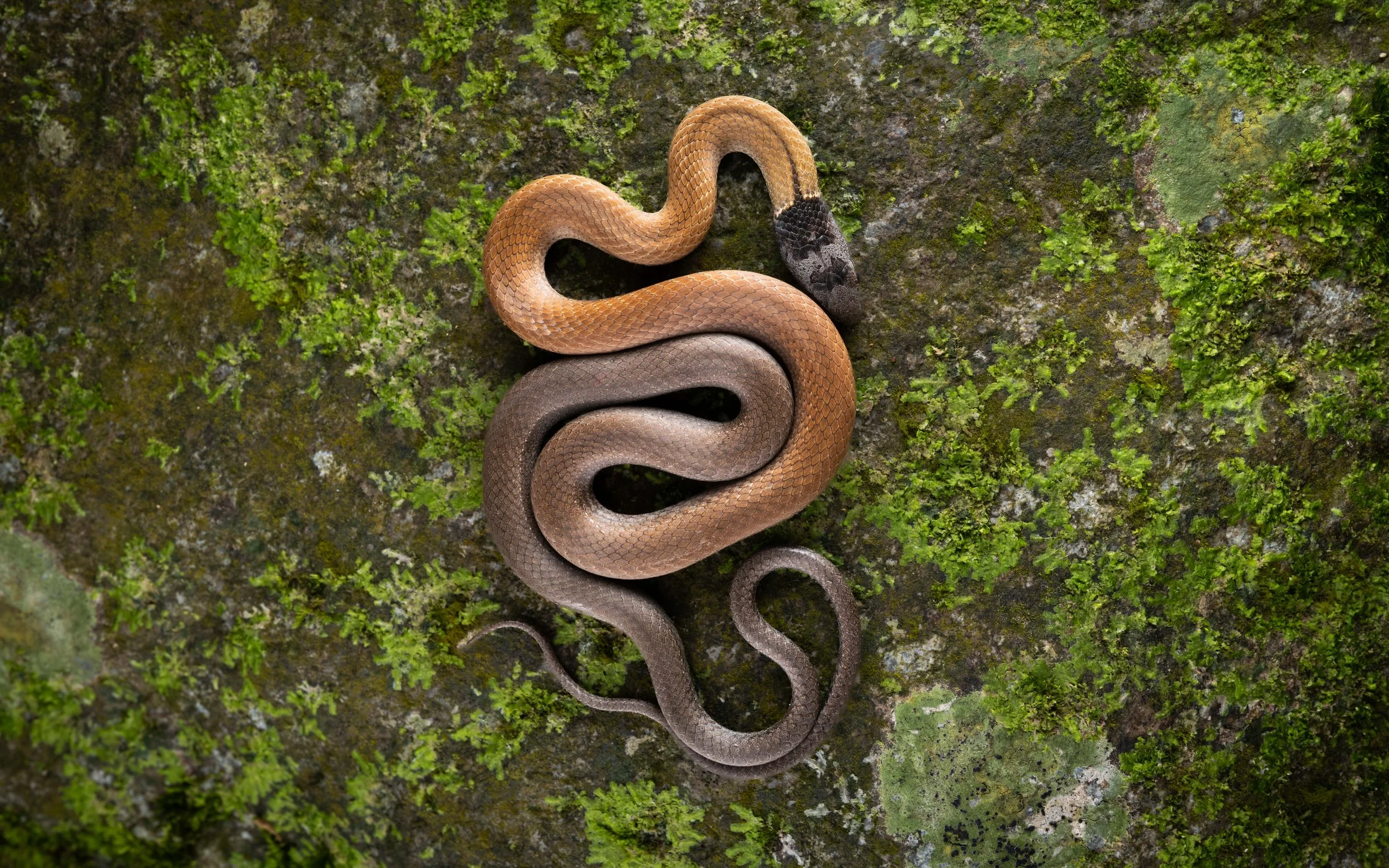 Chinese Mountain Snake - Sibynophis chinensis chinensis