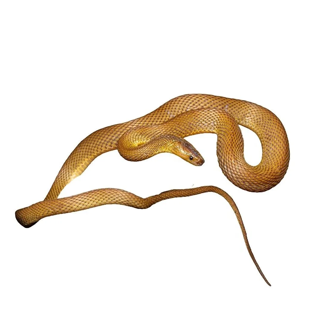 RUFOUS BURROWING SNAKE