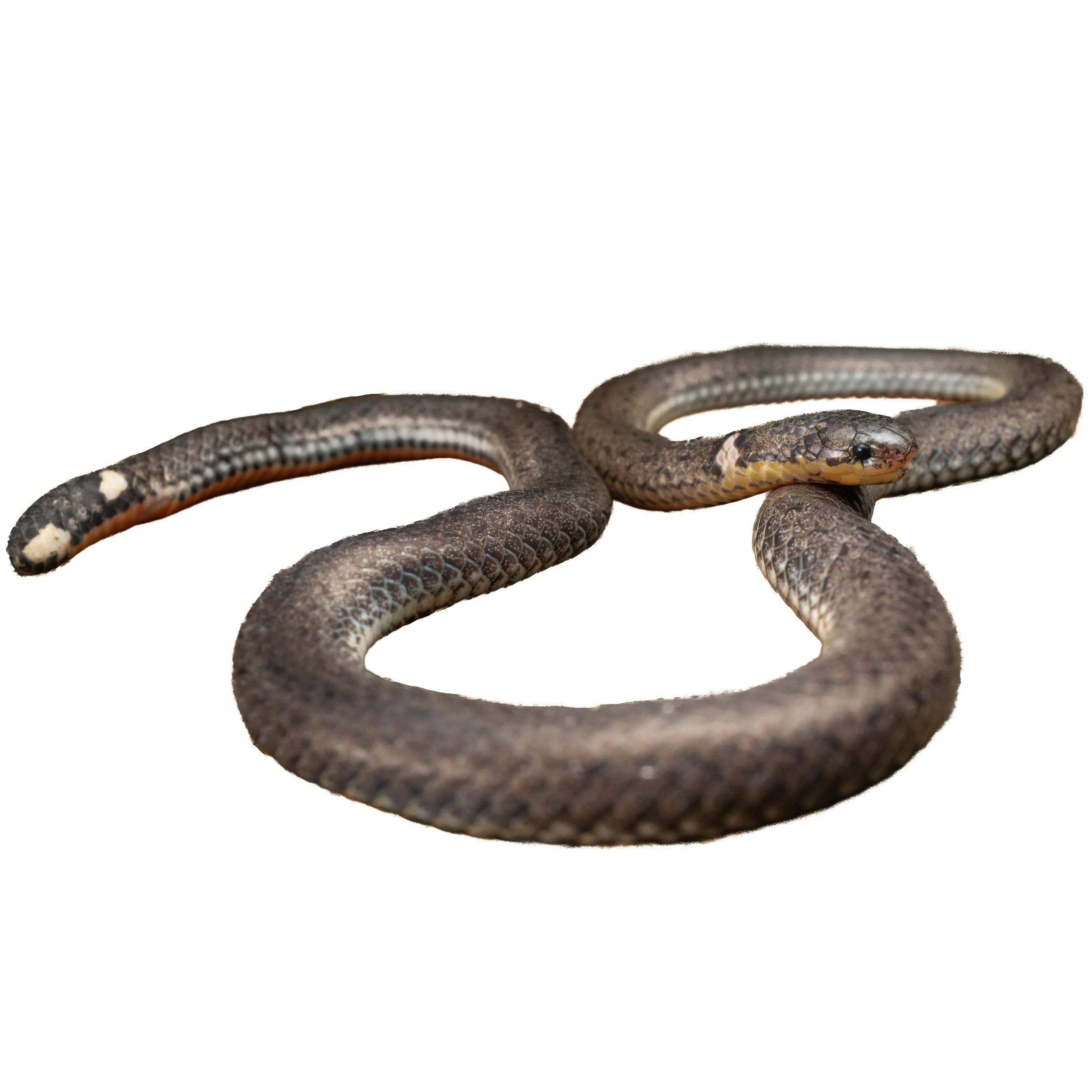 NORTHERN REED SNAKE