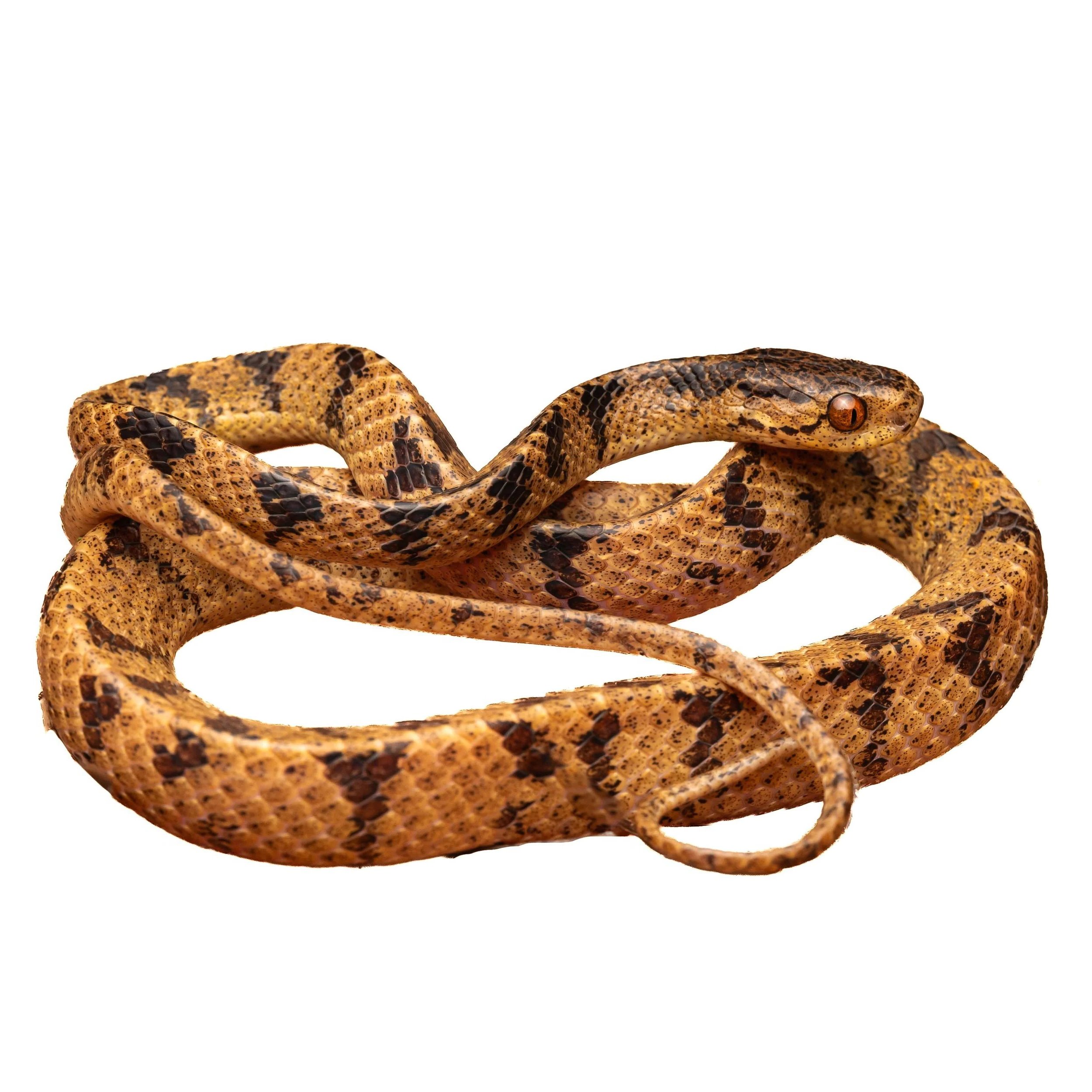 SLUG SNAKE - CHINESE