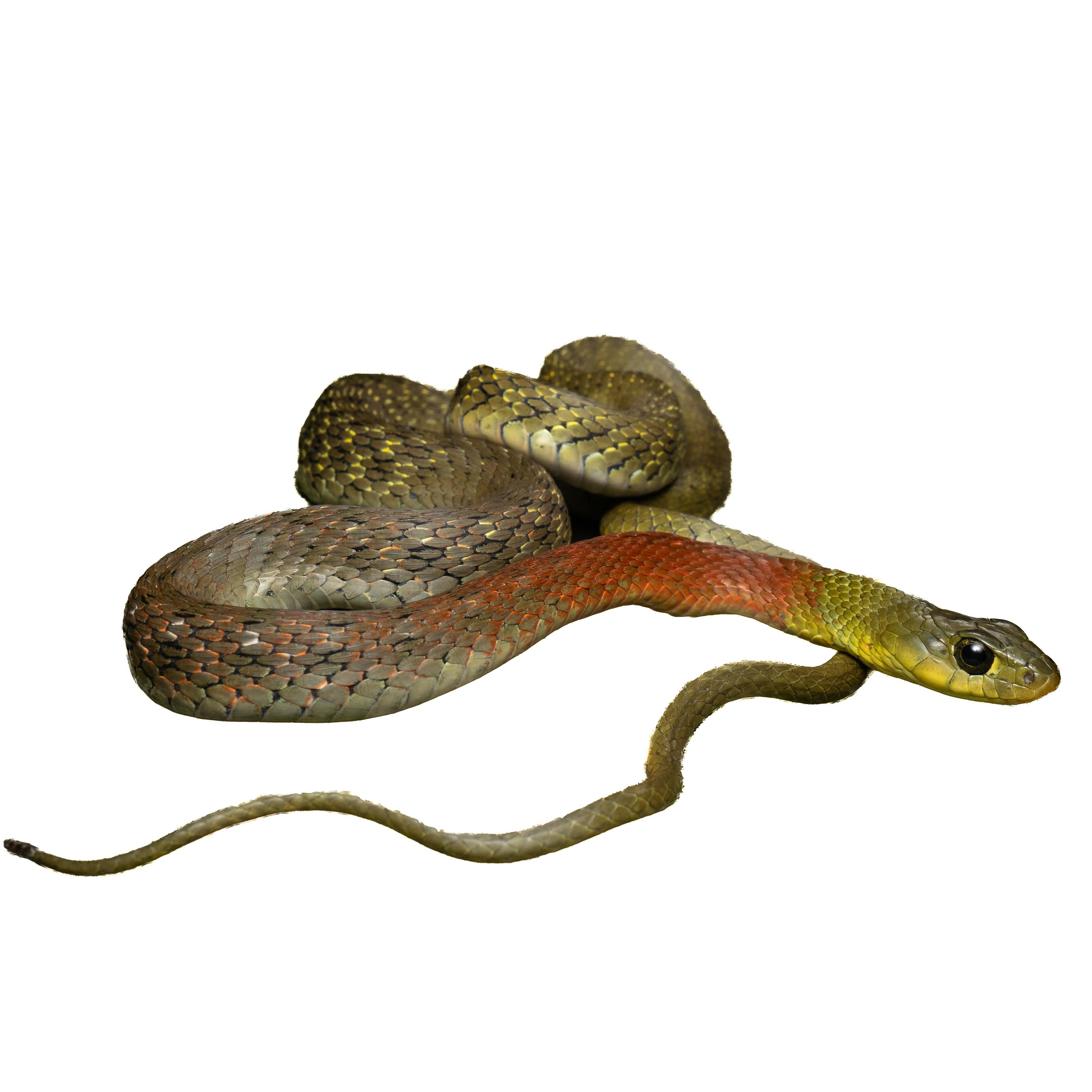 RED-NECKED KEELBACK