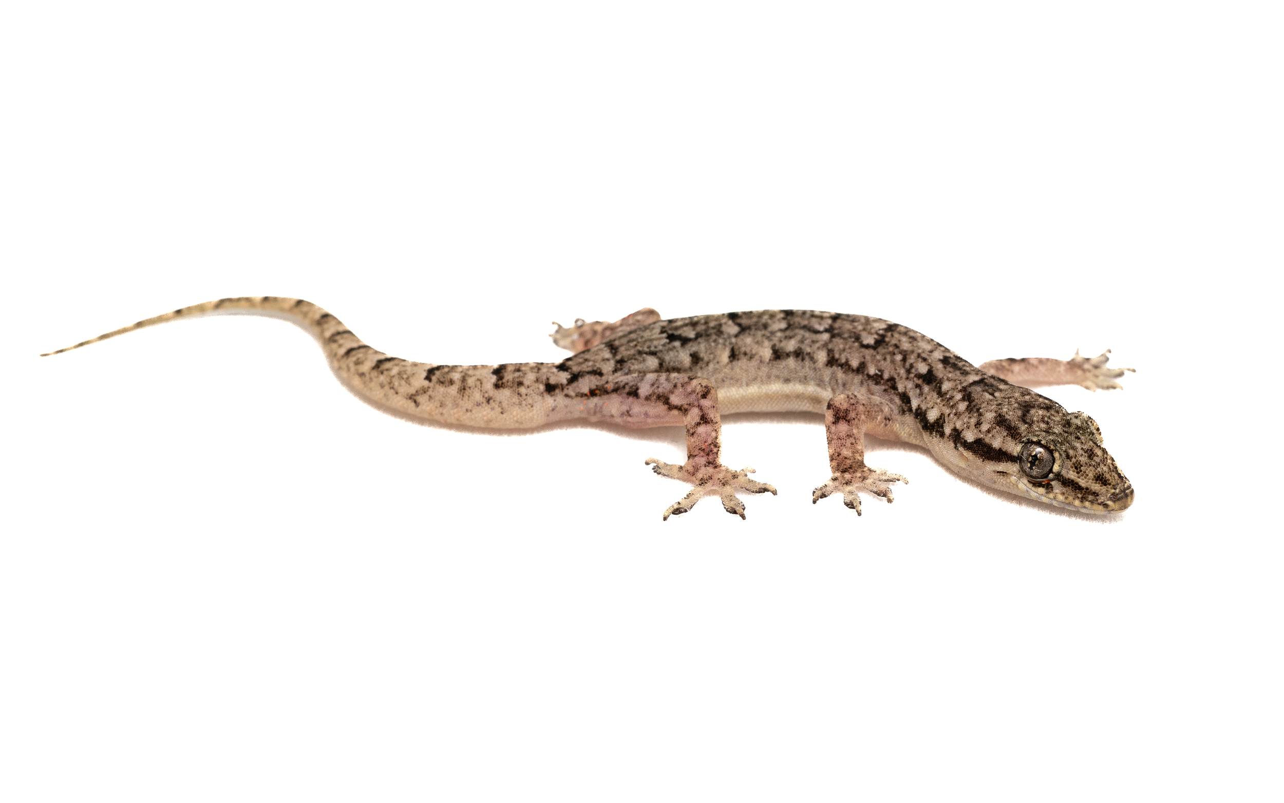 Bowring's Gecko-2.png