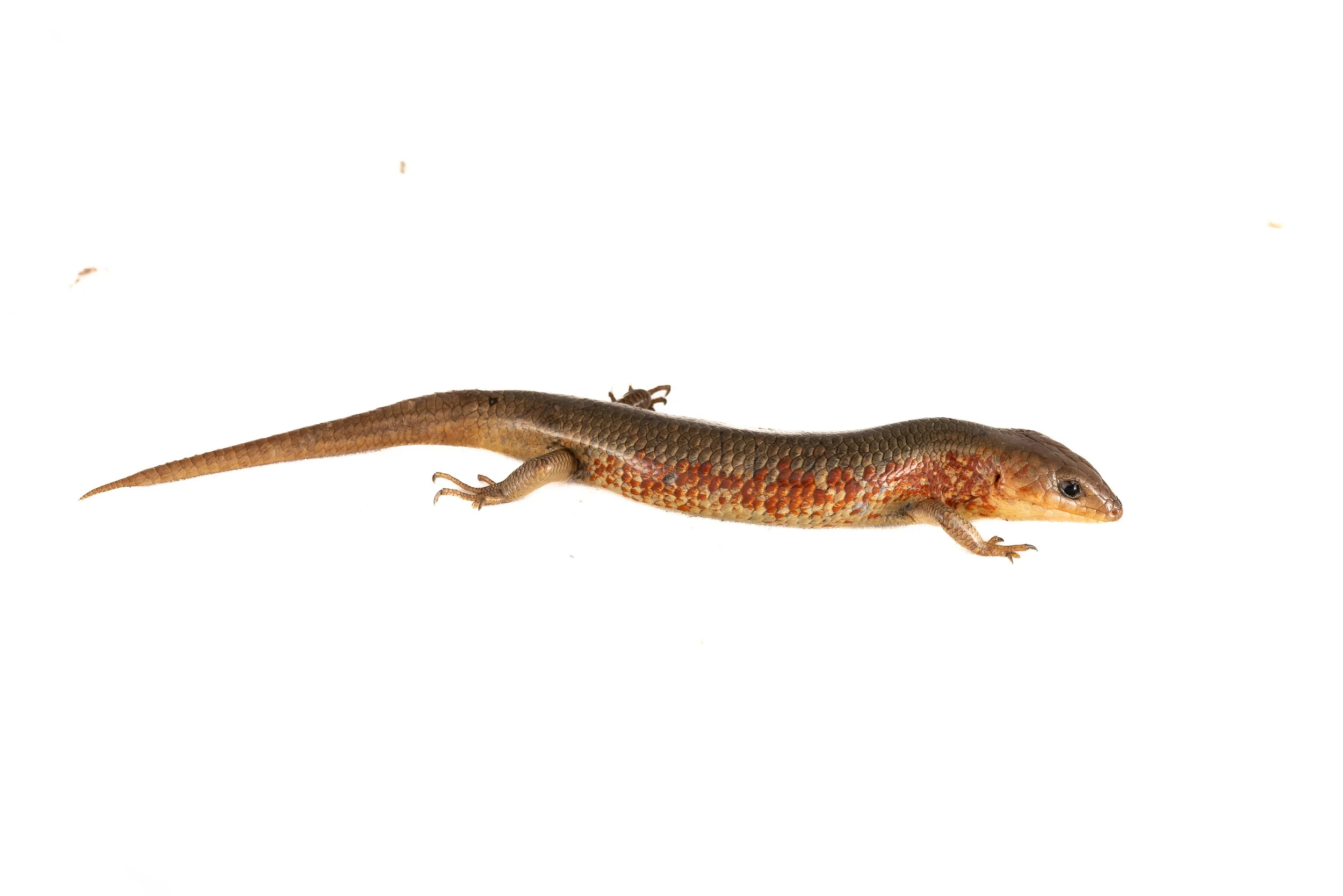 Chinese skink - Plestiodon chinensis chinensis-2.jpg