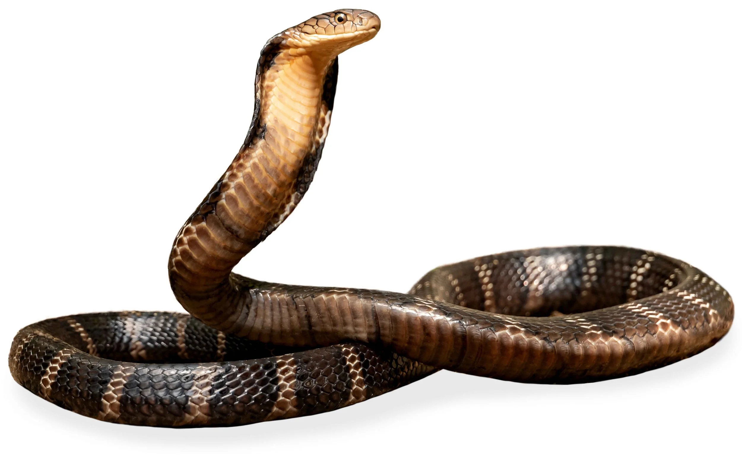 Hong Kong Snakes-36.jpg