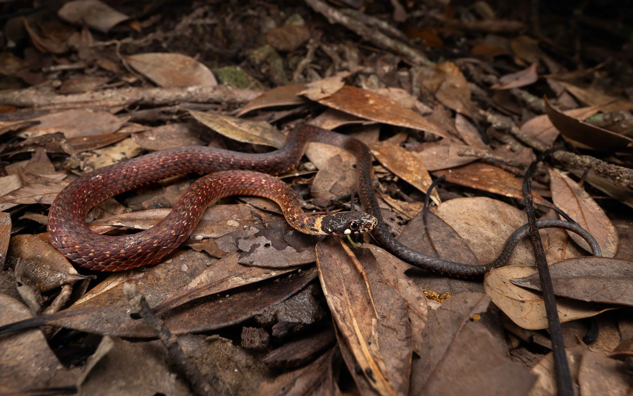 Mountain Keelback - Hebius atemporalis - WR-5.jpg