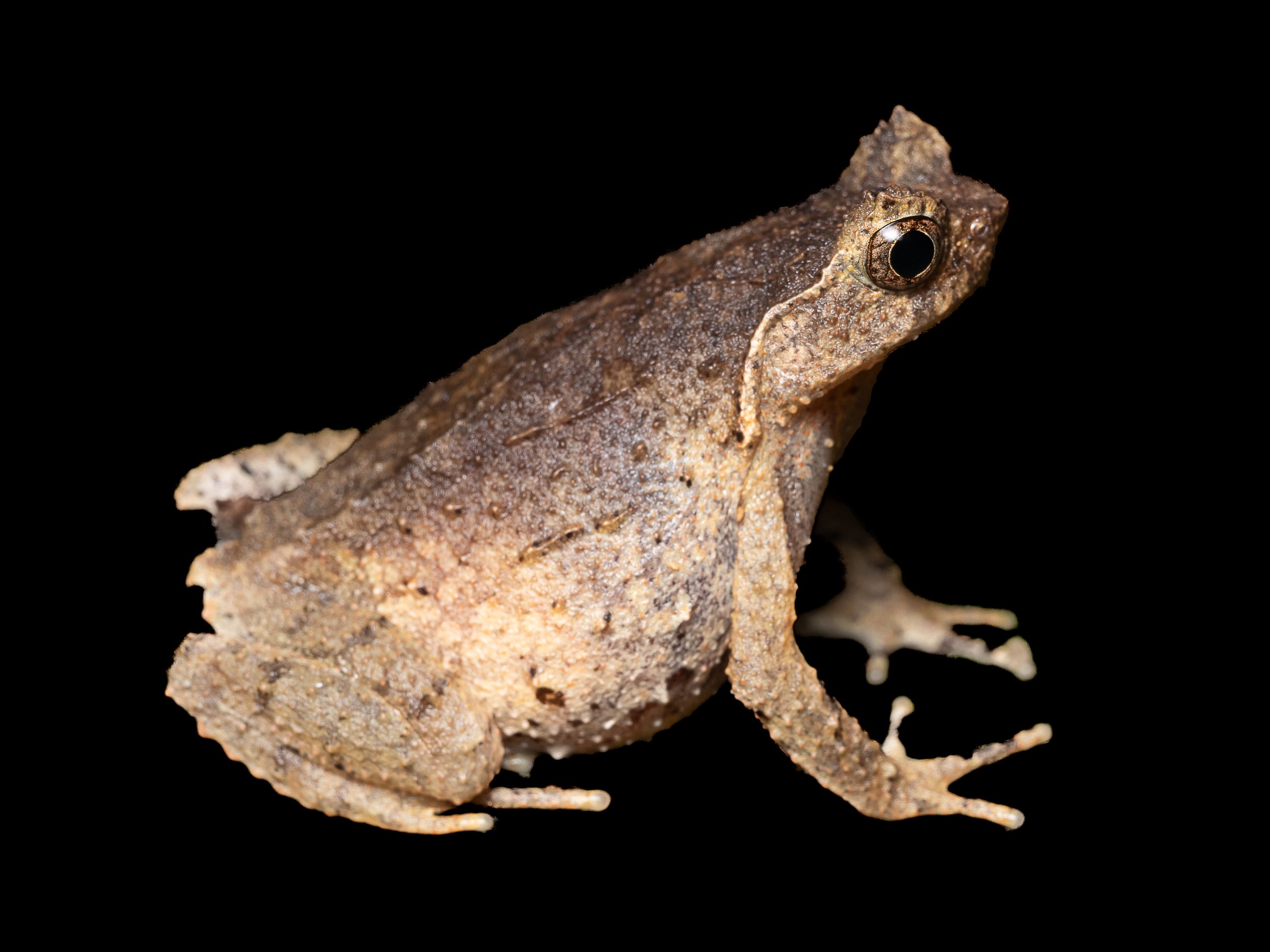 SHort-legged Horned Frog-3.jpg