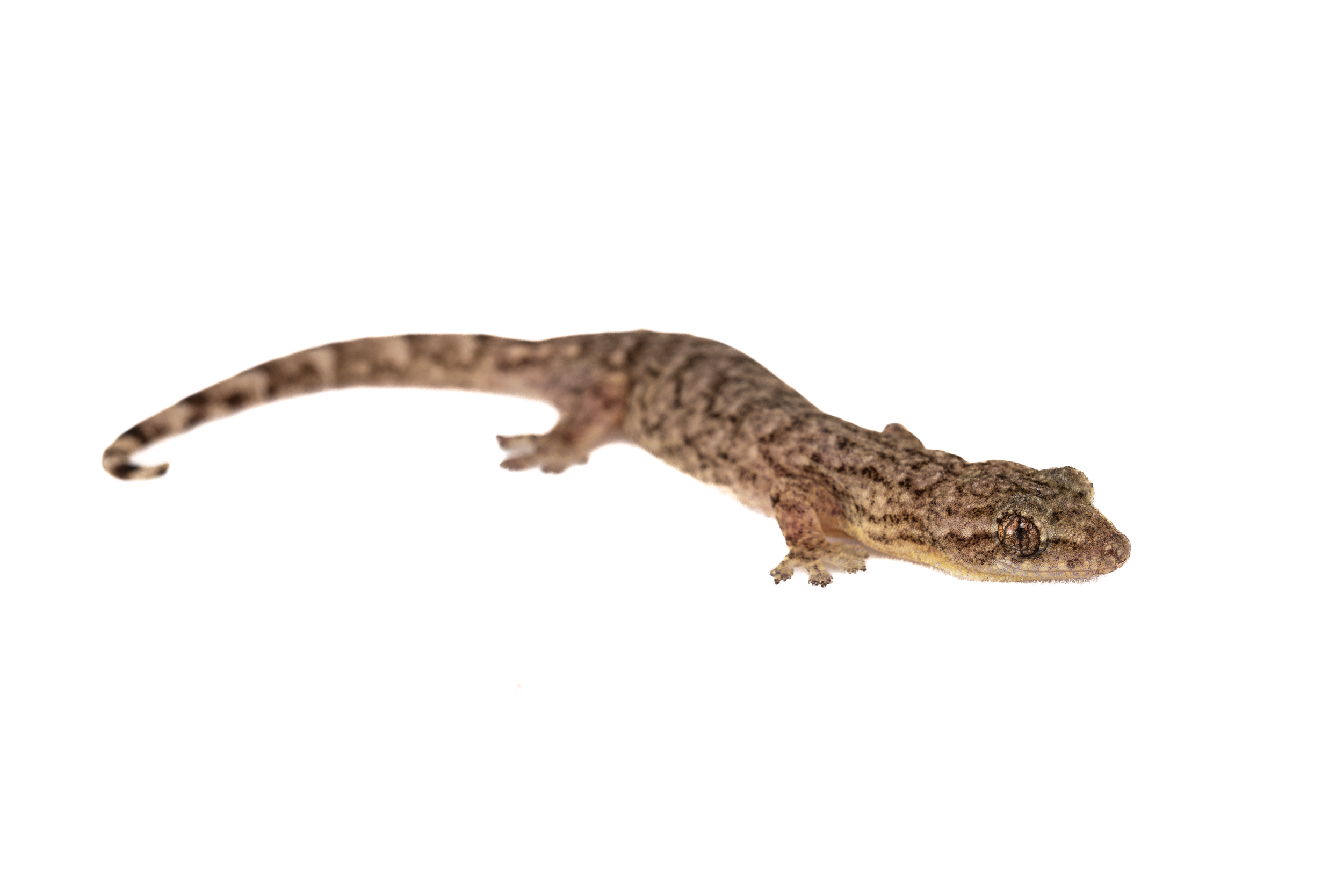 Hong Kong Tree gecko-3.png