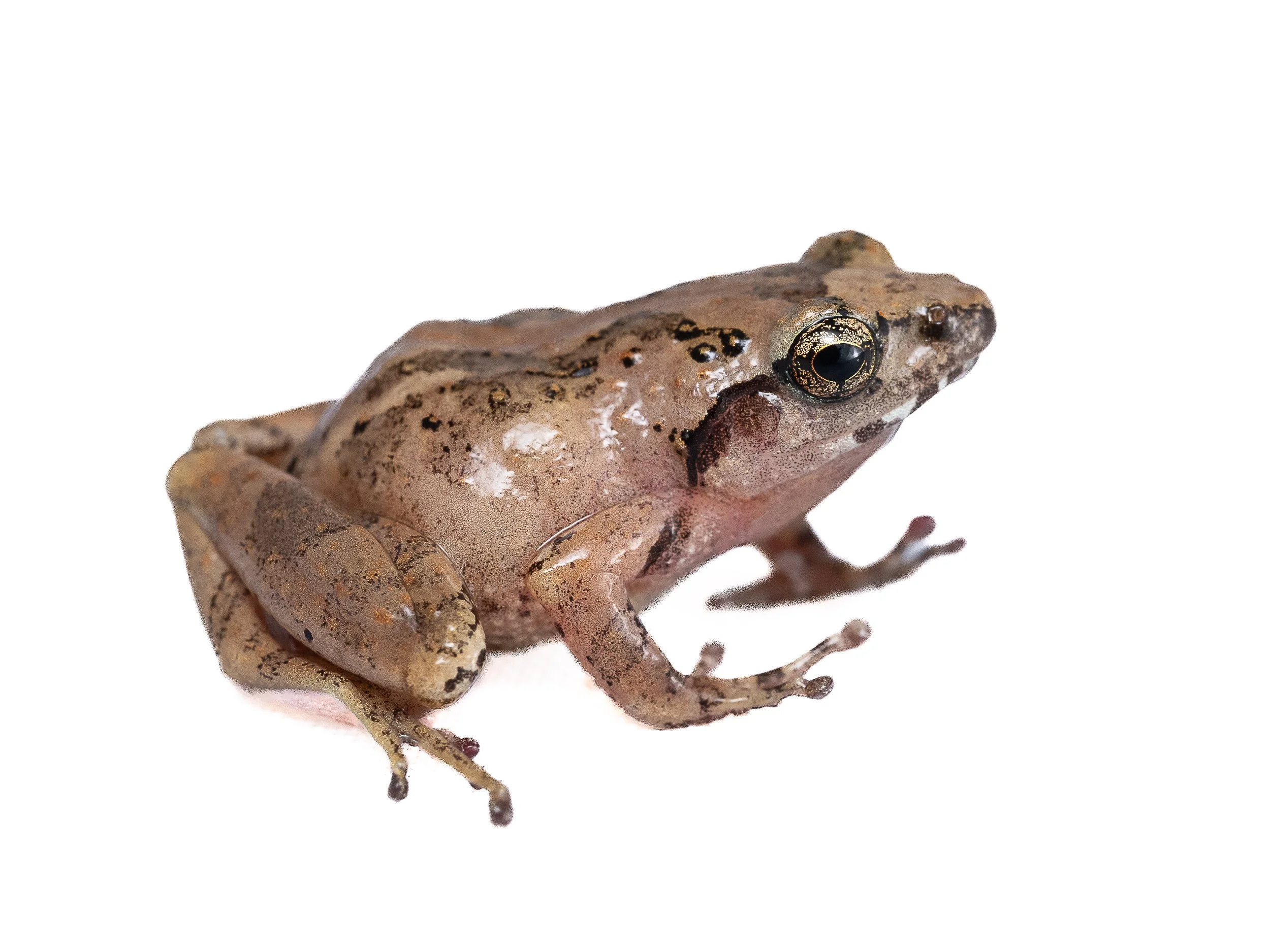 Roamer's Tree Frog.jpg