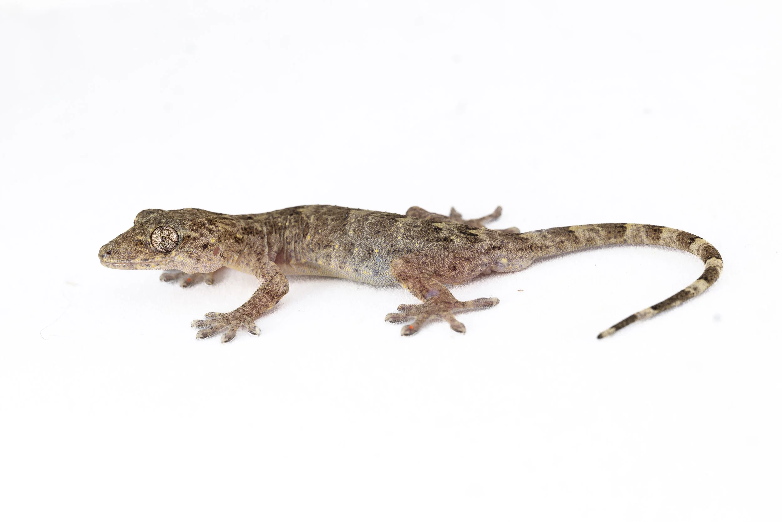 Chinese Gecko - Gekko chinensis.jpg