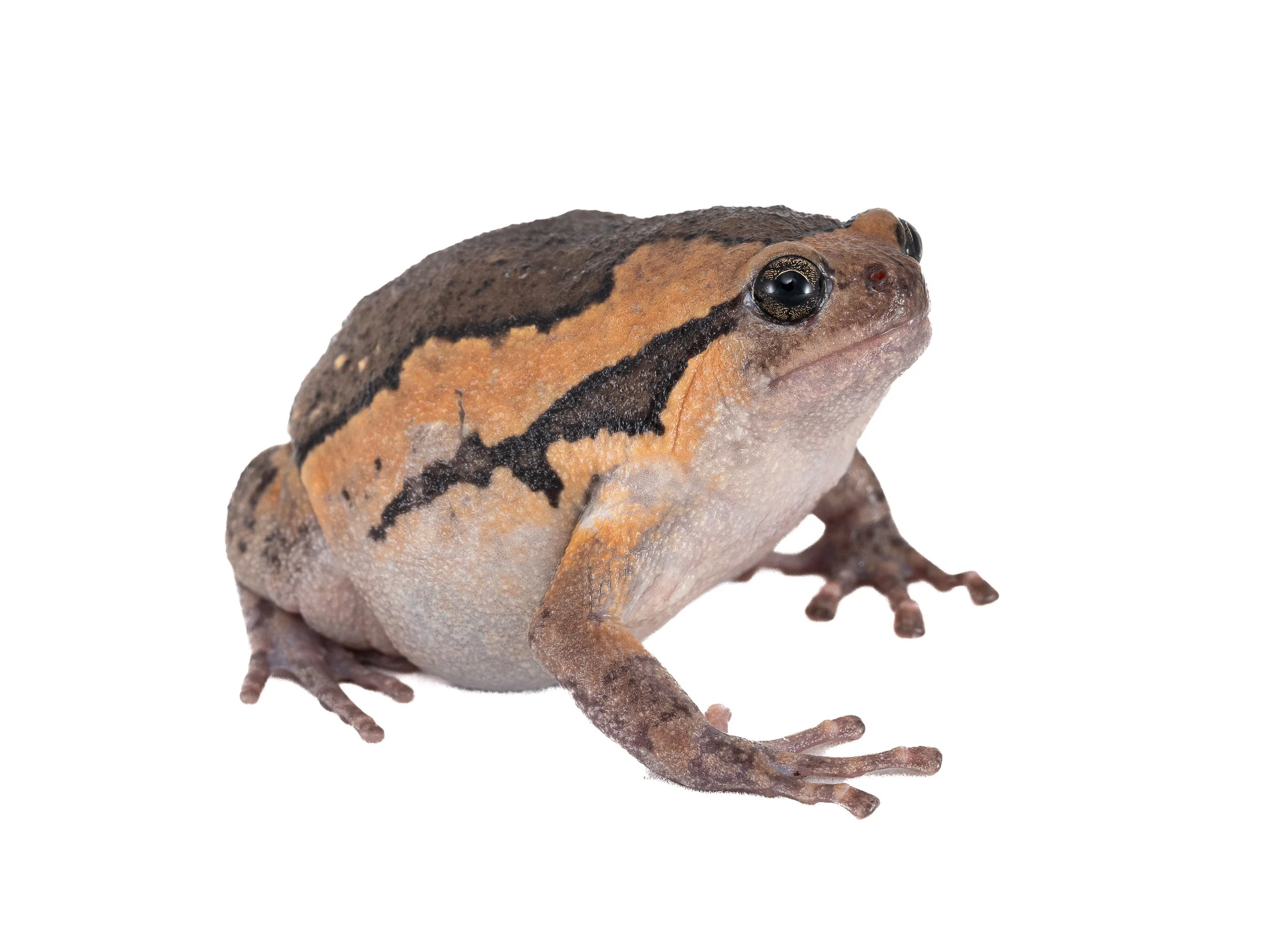 Asiatic Painted Frog-10.jpg