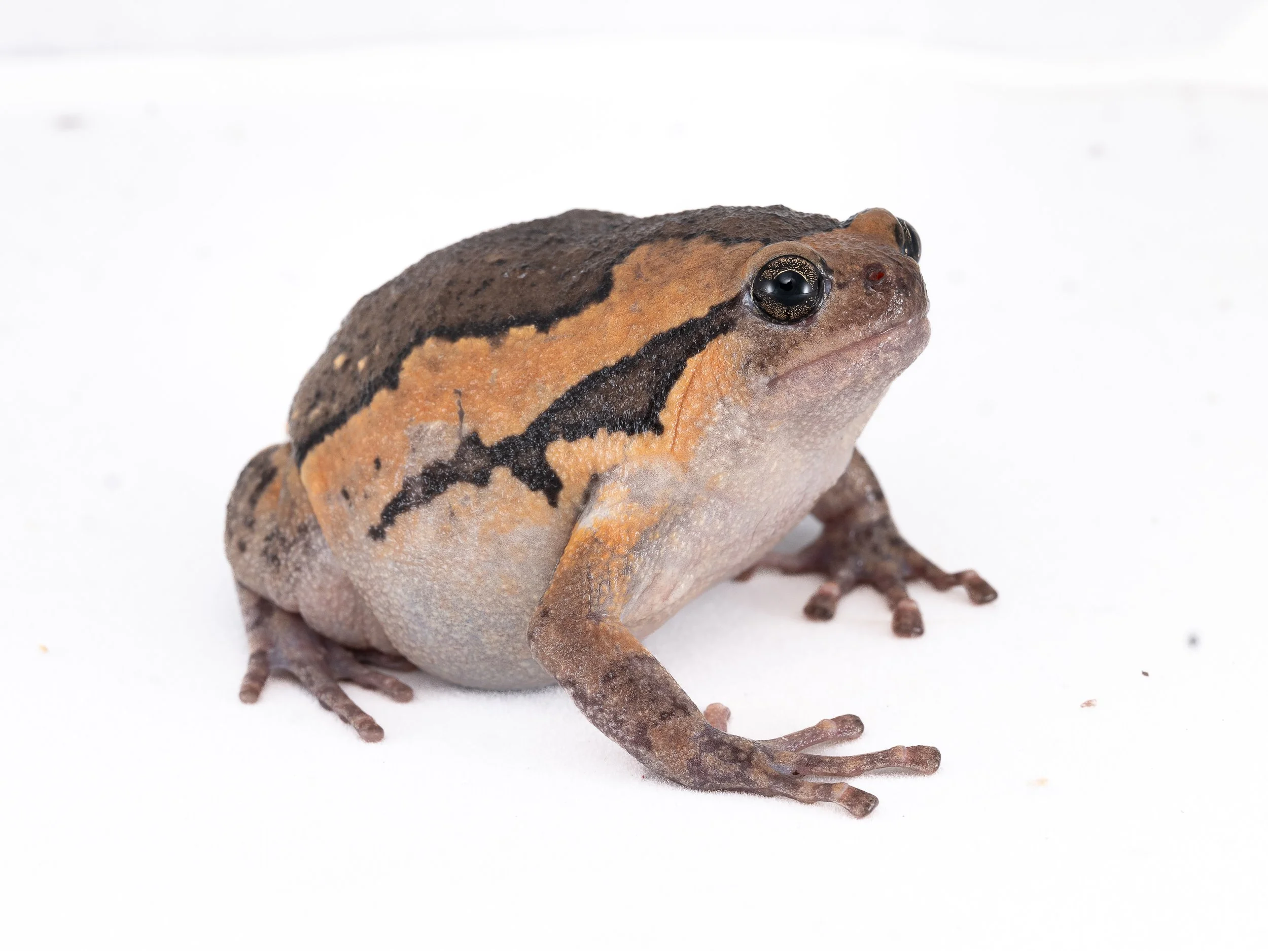 Asiatic Painted Frog - Asian Bullfrog - Kaloula pulchra pulchra.jpg