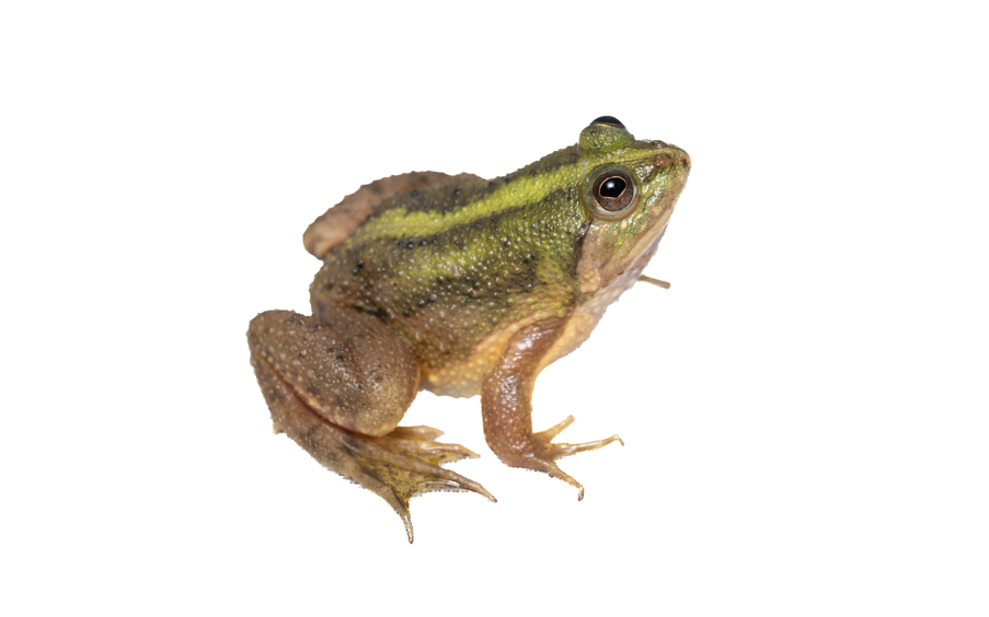 Chinese Floating Frog - Occidozyga obscura-4.png