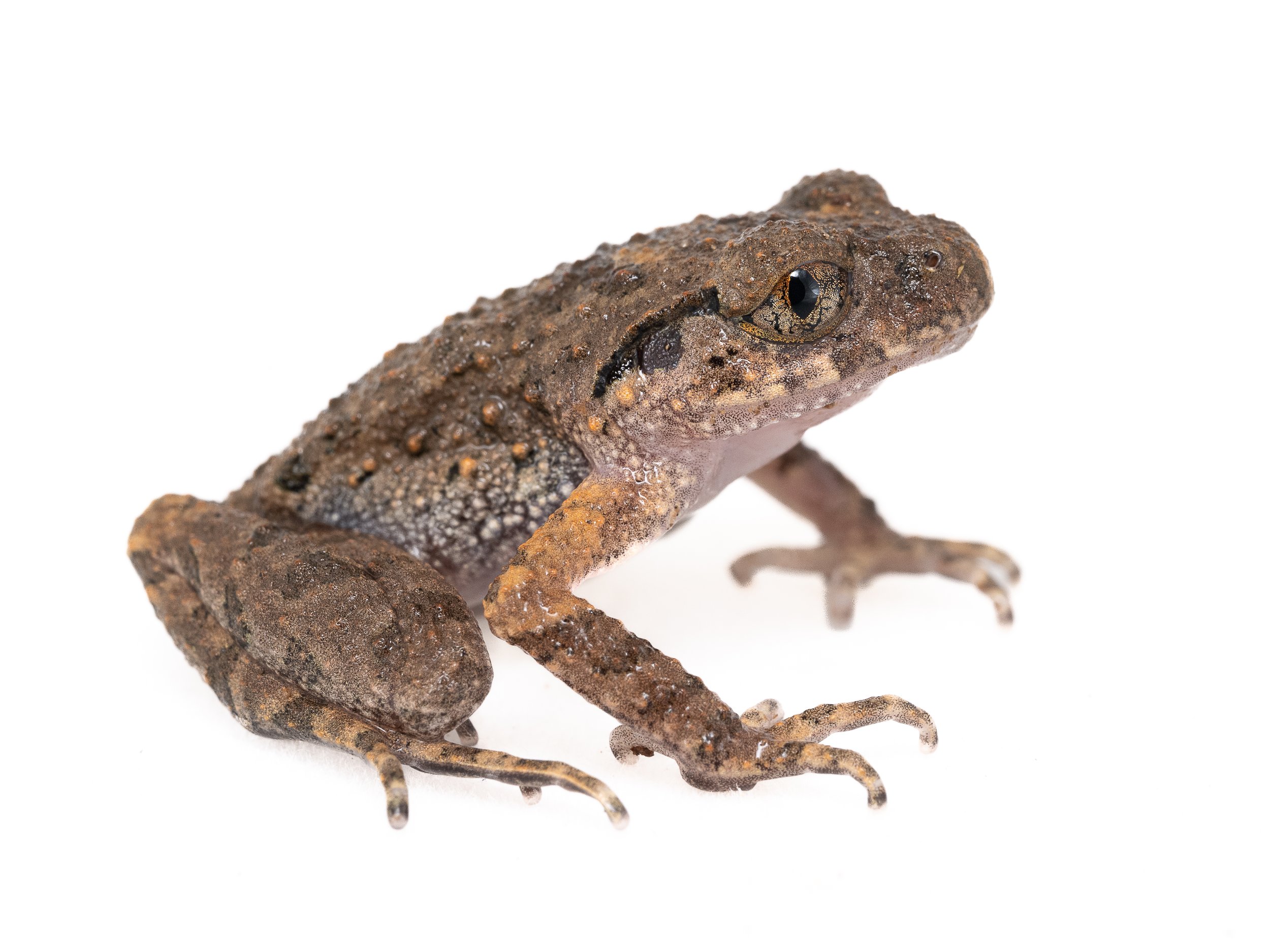 Lau's Leaf-litter Toad - Leptolalax laui-2.jpg
