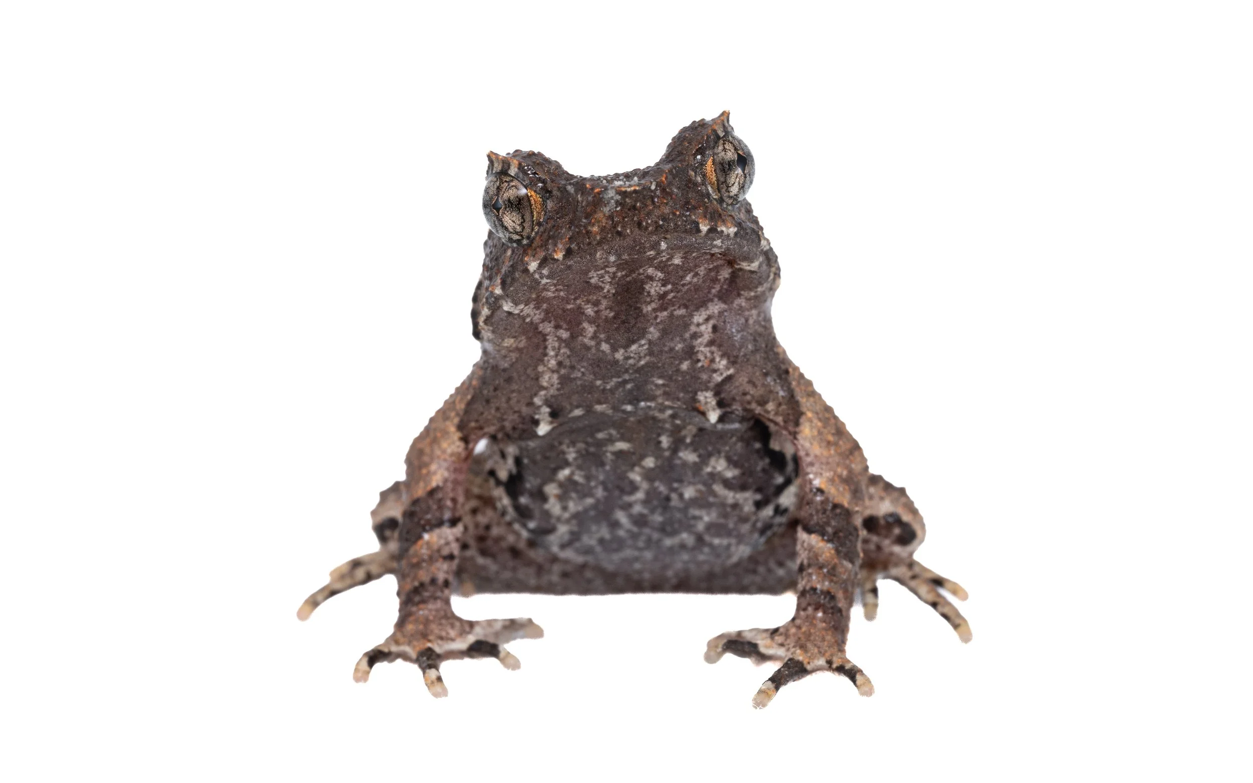 Short-legged horned Frog-7.jpg