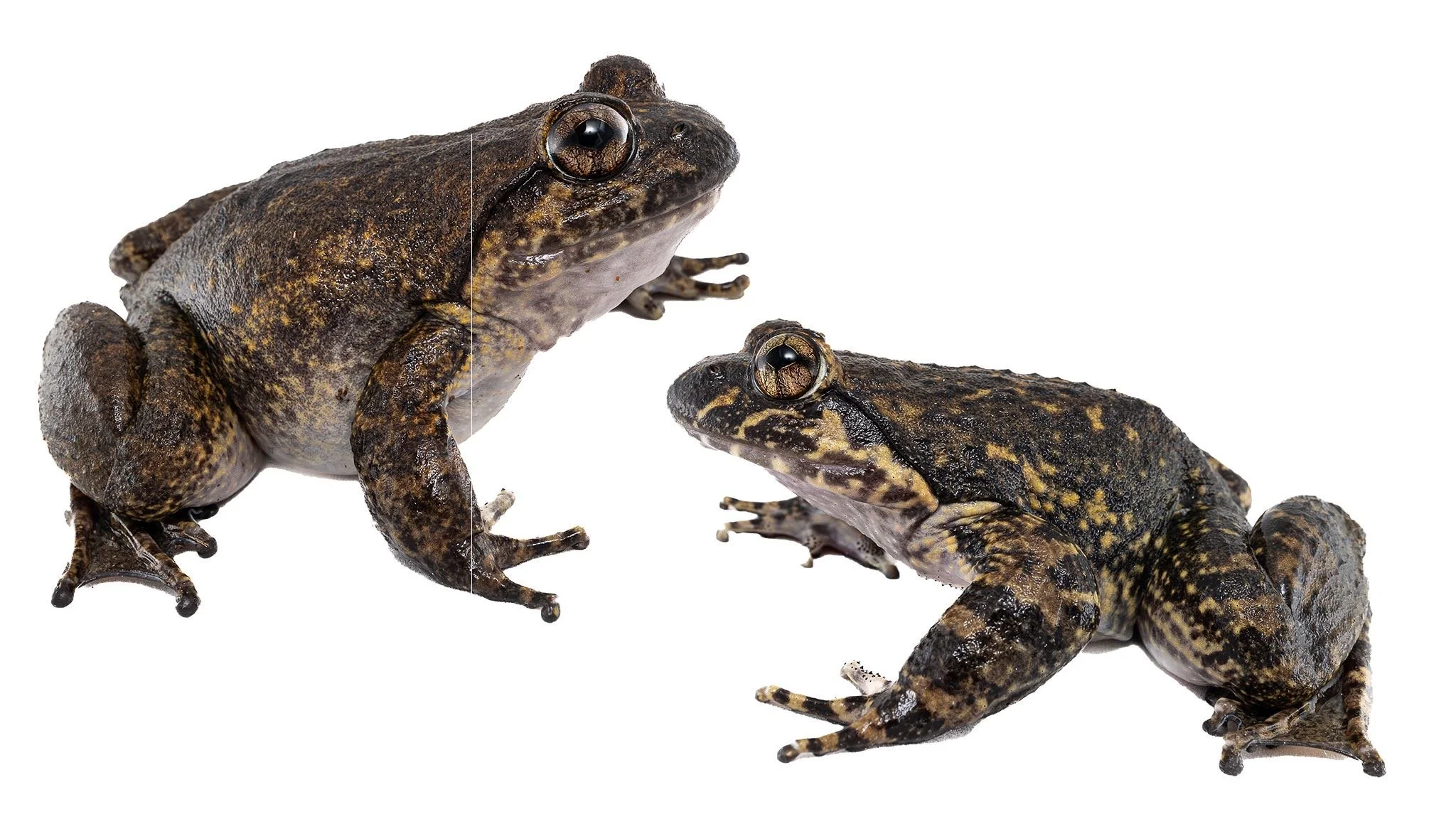 Giant Spiny Frog Quasipaa spinosa.JPEG