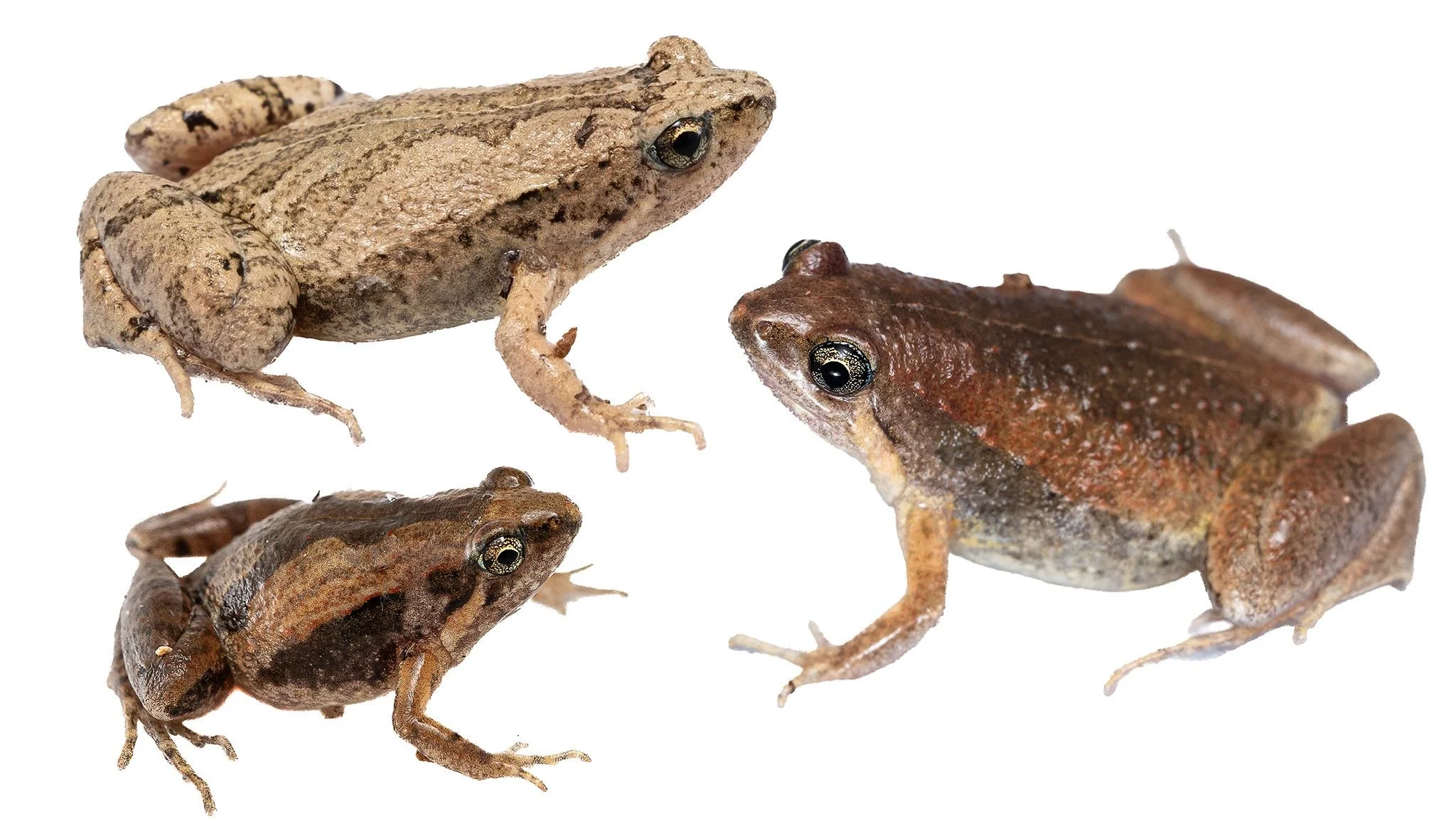Ornate Pigmy Frog - Microhyla fissipes - variation.JPEG
