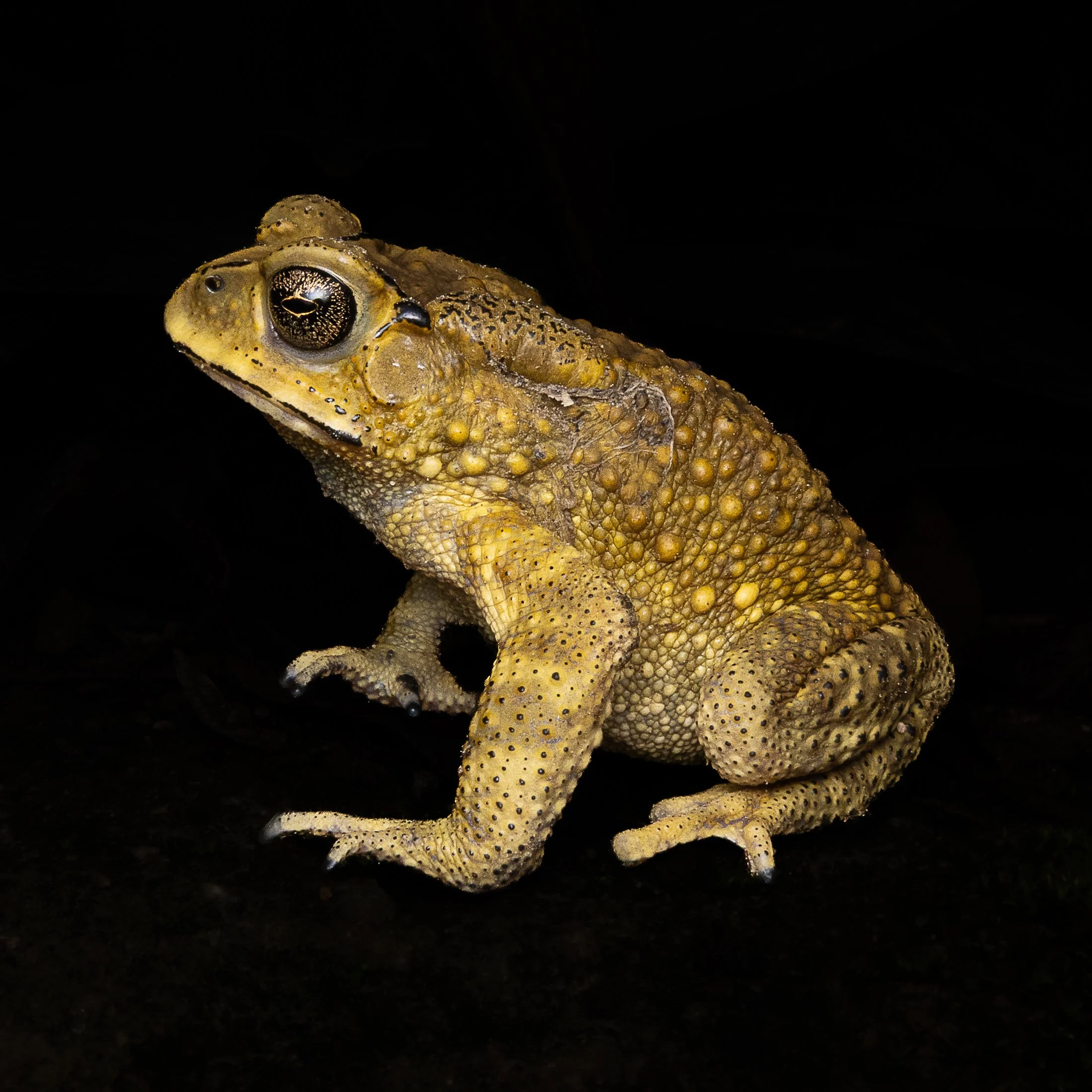 Asian Common Toad - Duttaphrynus melanostictus.jpg