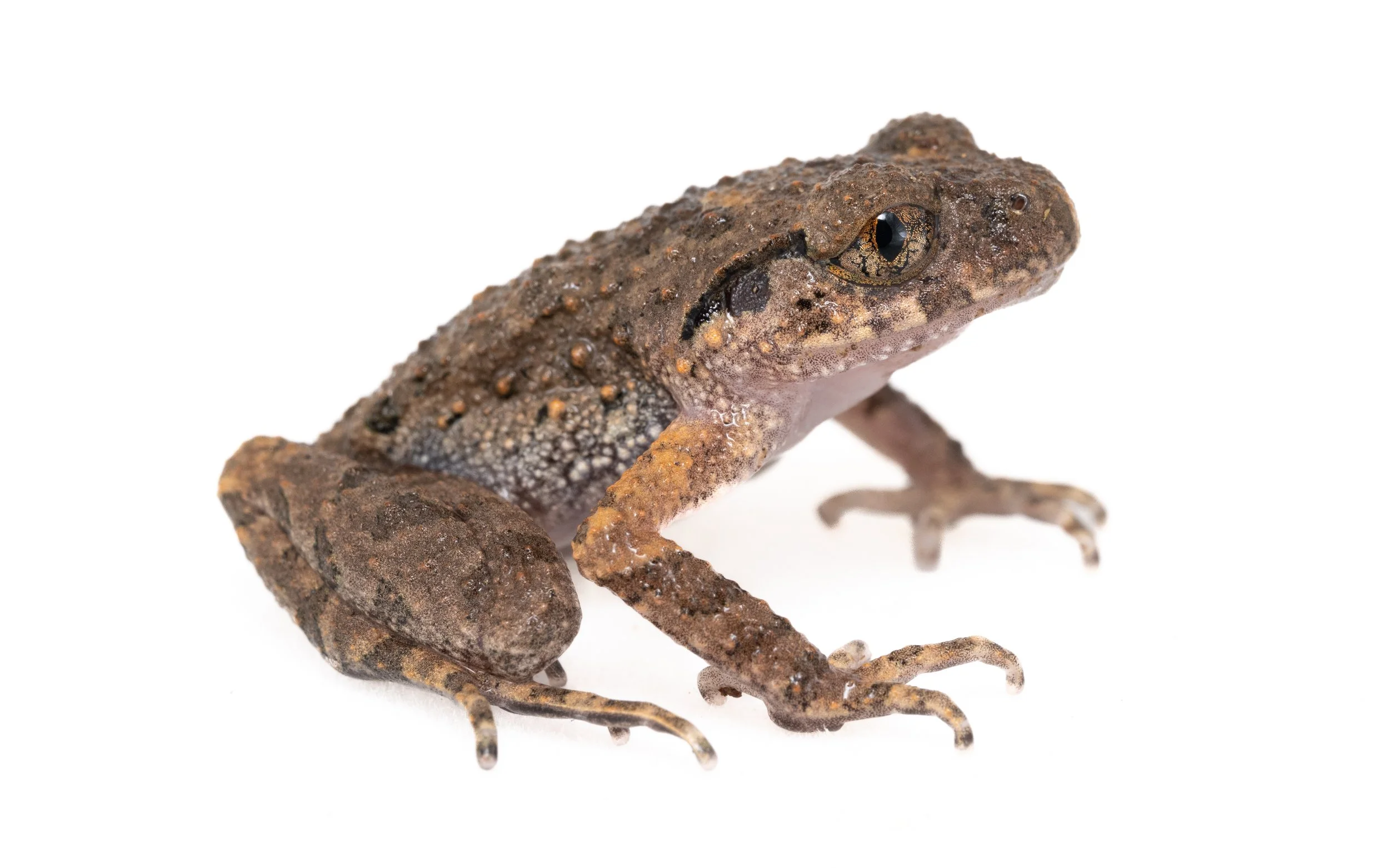 Lau's Leaf Litter Frog-3.jpg
