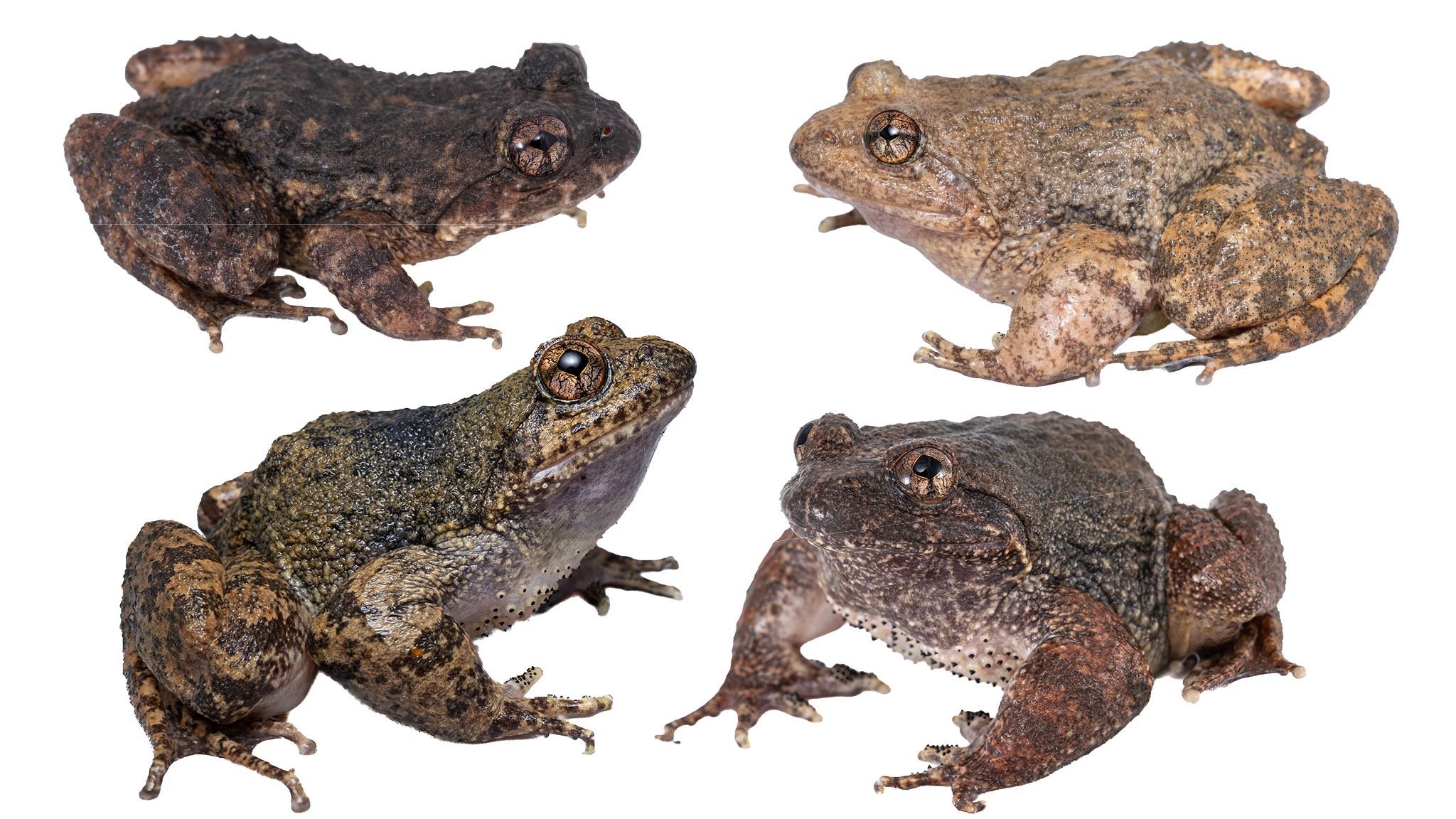 Lesser-spiny Frog - Quasipaa exsilispinosa - 13.JPEG