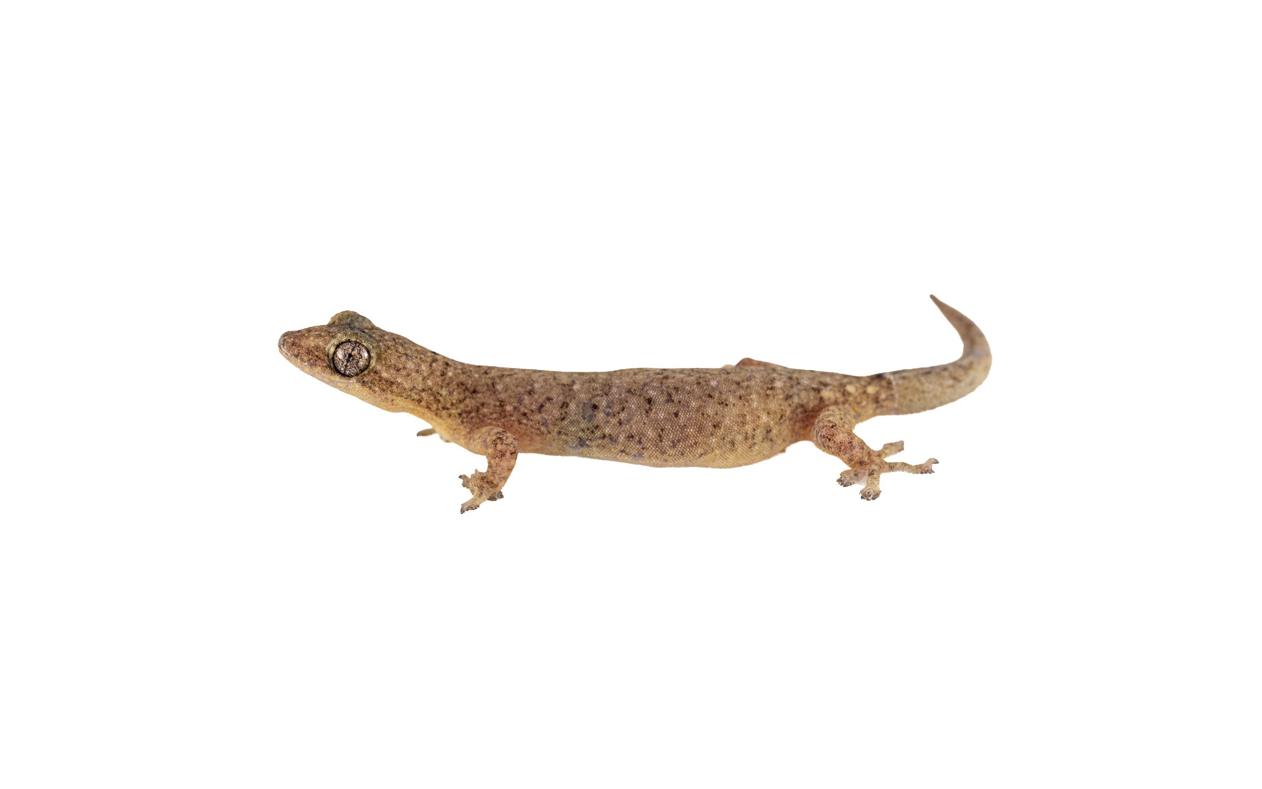 Hong Kong Slender Tree Gecko - Hemiphyllodactylus hongkongensis.JPEG