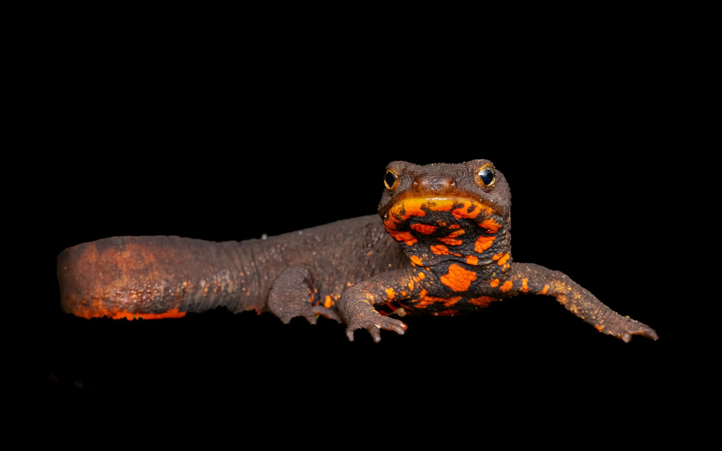 Hong Kong Warty Newt.jpg