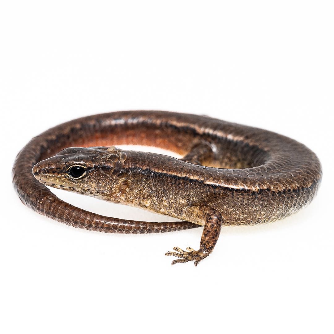 Slender Forest Skink.JPEG